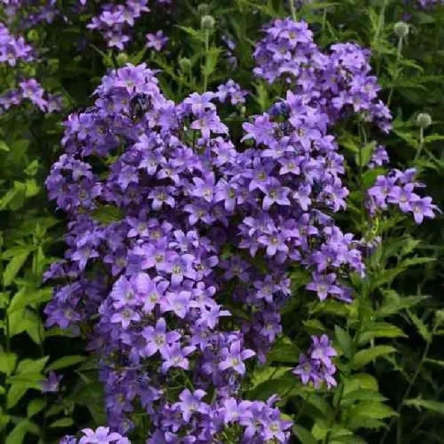 6 x Dolden-Glockenblume 'Prichard's Variety' Campanula,actiflora Topf 9cm Beetrandpflanze