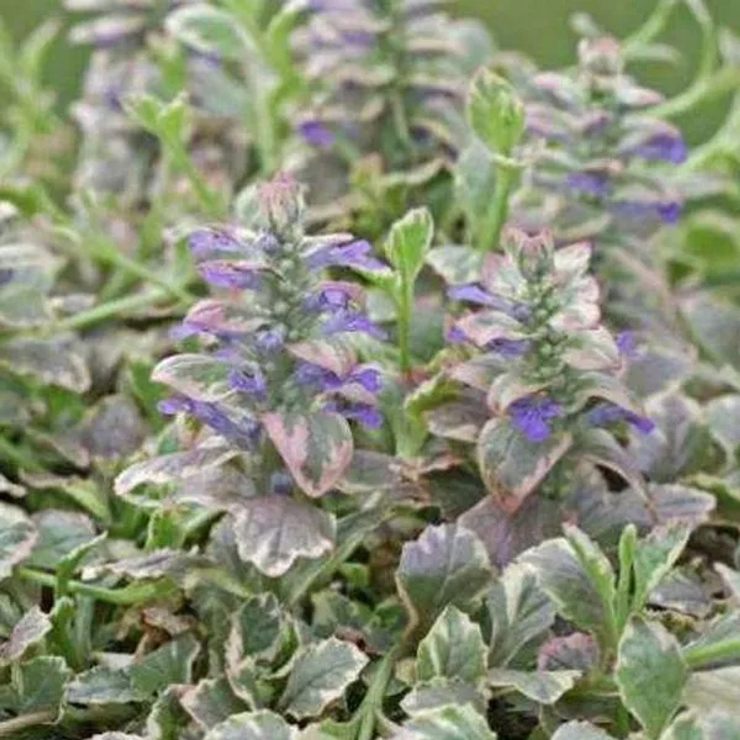 6 x Günsel 'Burgundy Glow' Ajuga Reptans Topf 9cm Buntlaubig