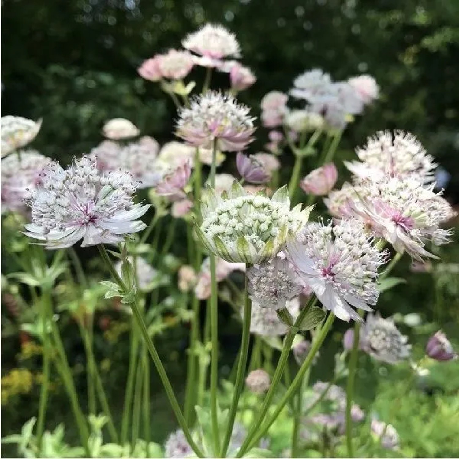 6 x Sterndolde 'Buckland' Astrantia Major Topf 9cm Schnittblume