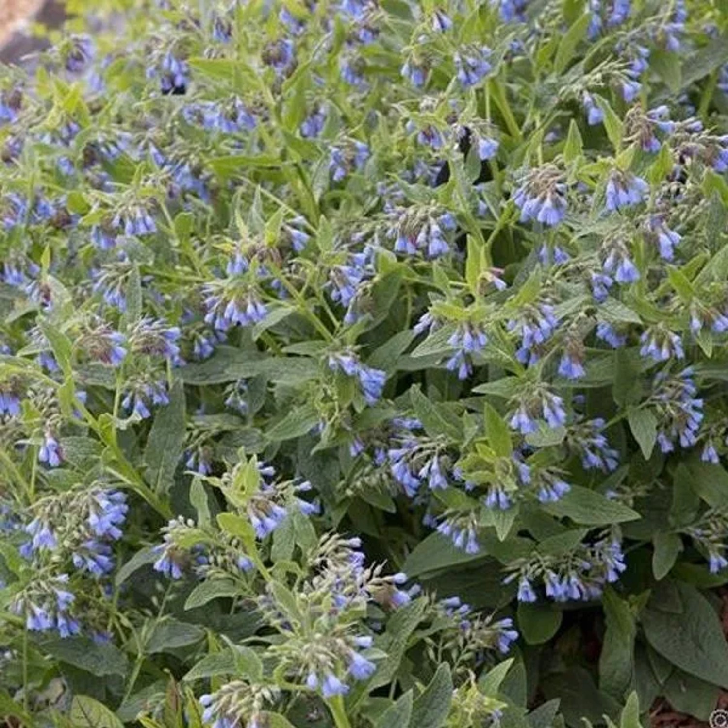 6 x Beinwell Symphytum azureum Topf 9cm Beetrandpflanze