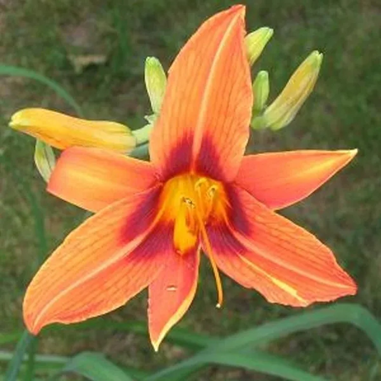 6 x Taglilie 'Rajah' Hemerocallis Topf 9cm Beetrandpflanze
