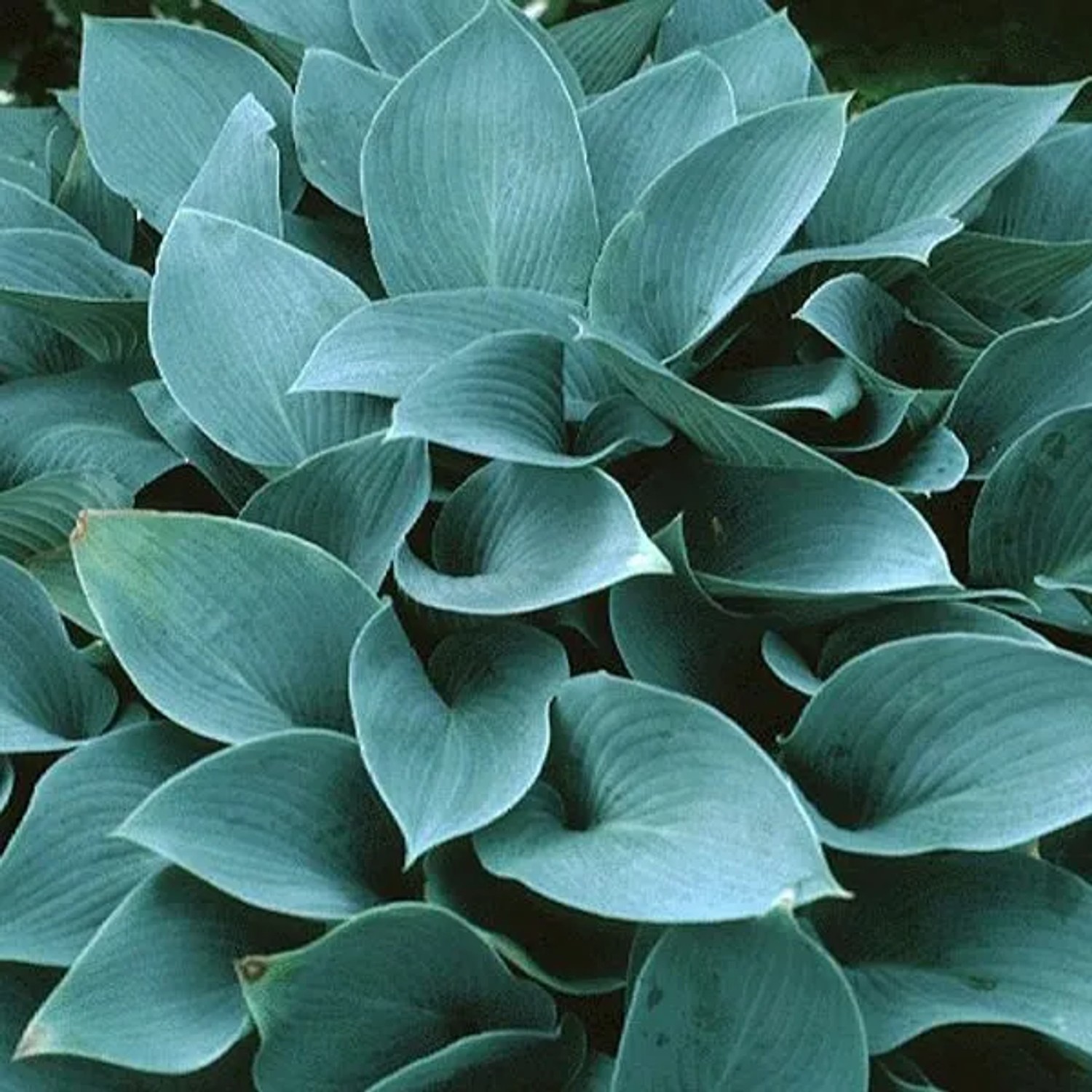 6 x Funkie 'Halcyon' Hosta Topf 9cm Blaugrünes Laub