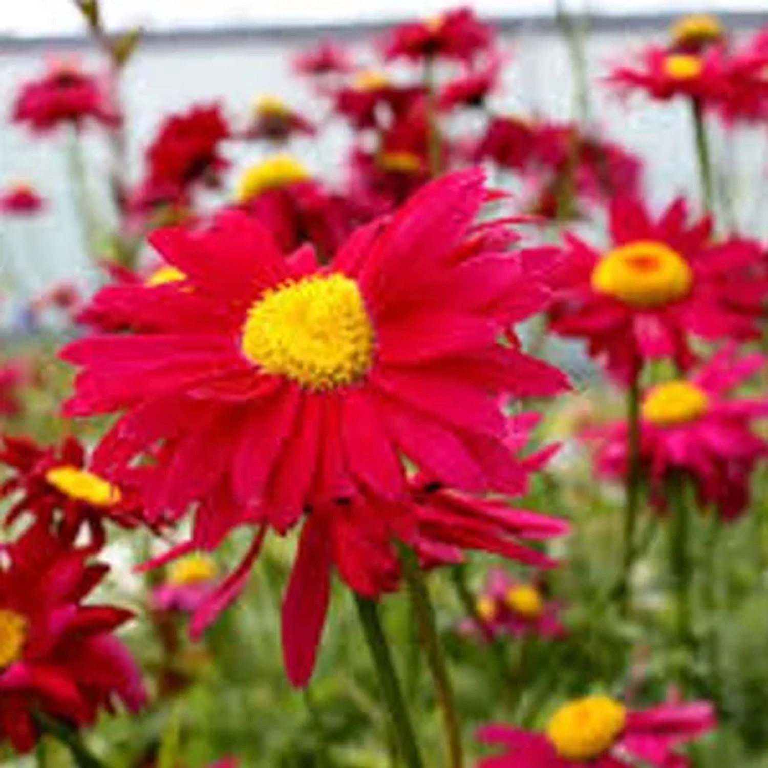 6 x Mutterkraut 'Robinson's Red' Tanacetum Topf 9cm Schnittblume