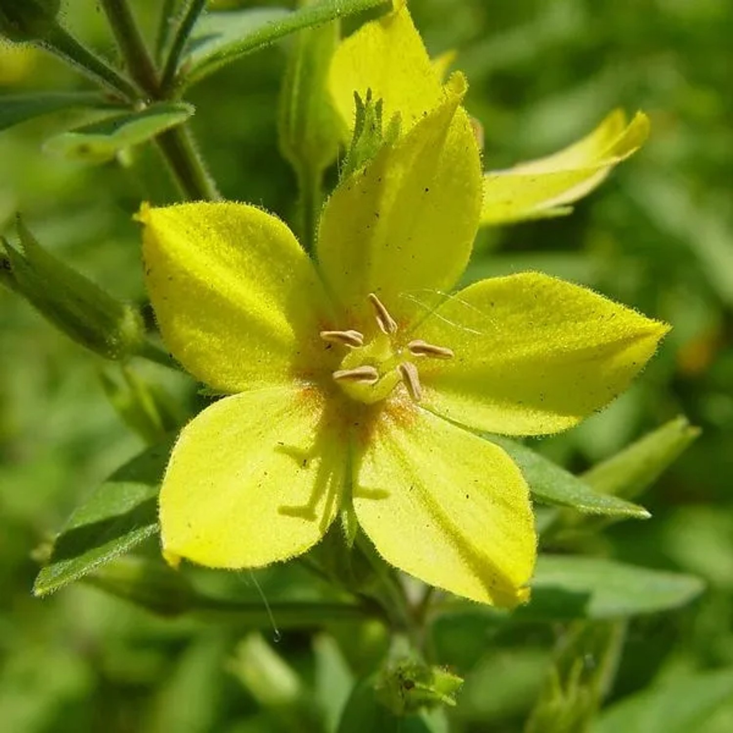 6 x Gilbweiderich Lysimachia punctata Topf 9cm Beetpflanze