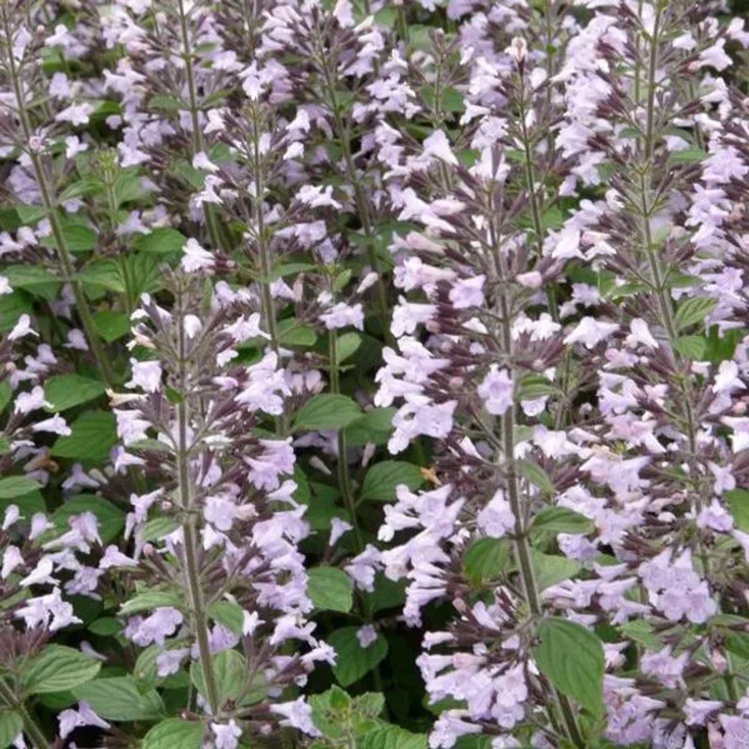 6 x Bergminze 'Blue Cloud' Calamintha nepeta Topf 9cm Beetpflanze