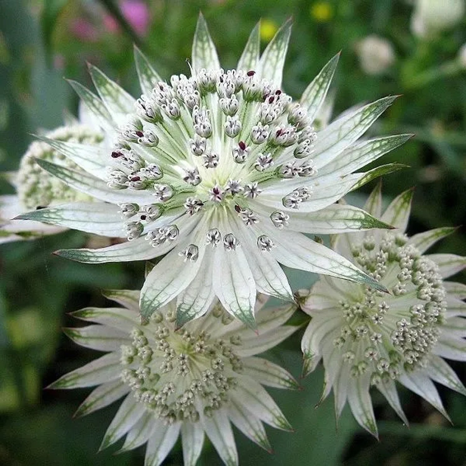 6 x Sterndolde 'Snow Star' Astrantia Major Topf 9cm Reichblühend
