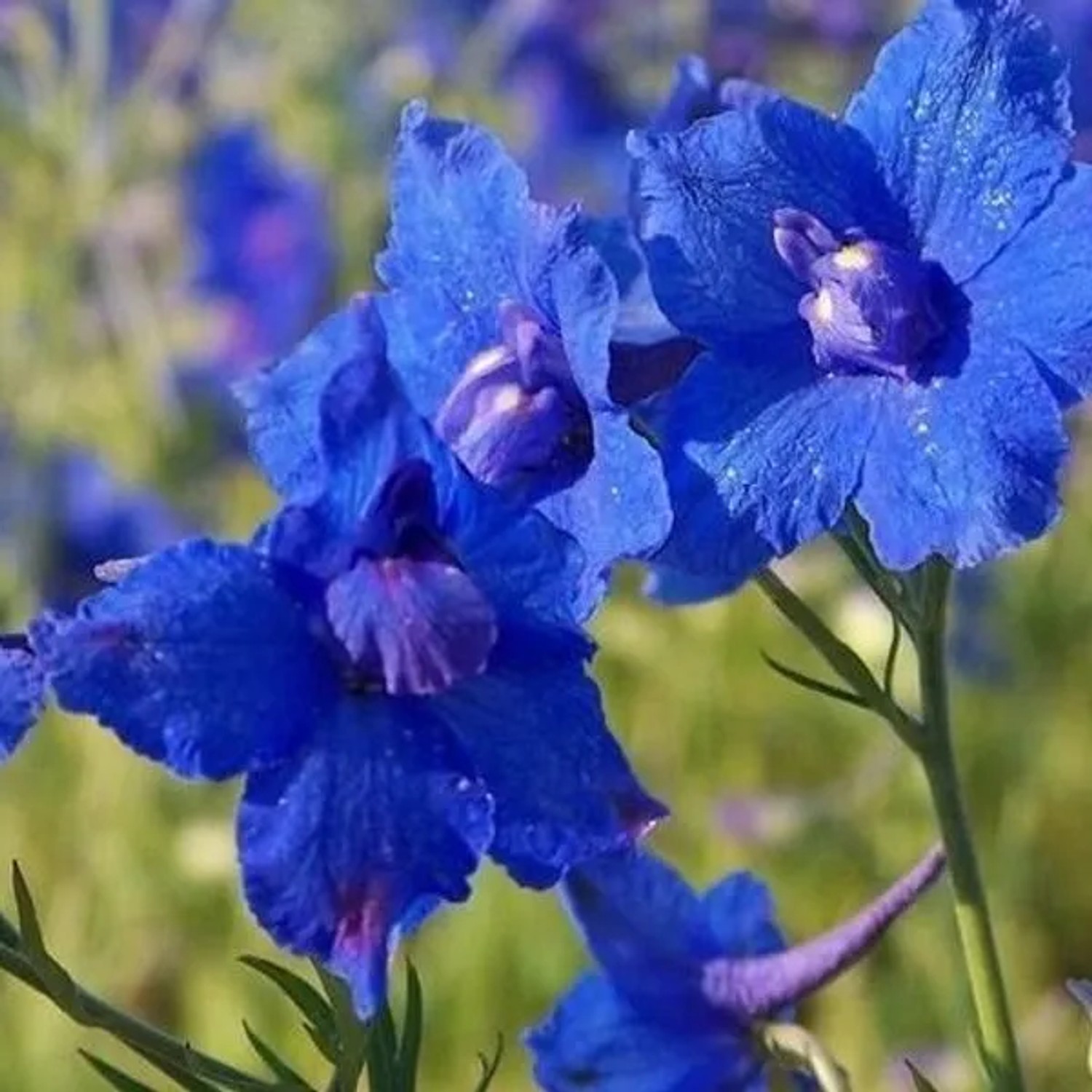 6 x Zwerg-Rittersporn 'Blauer Zwerg' Delphinium grandiflorum Topf 9cm Kompakt Wachsend