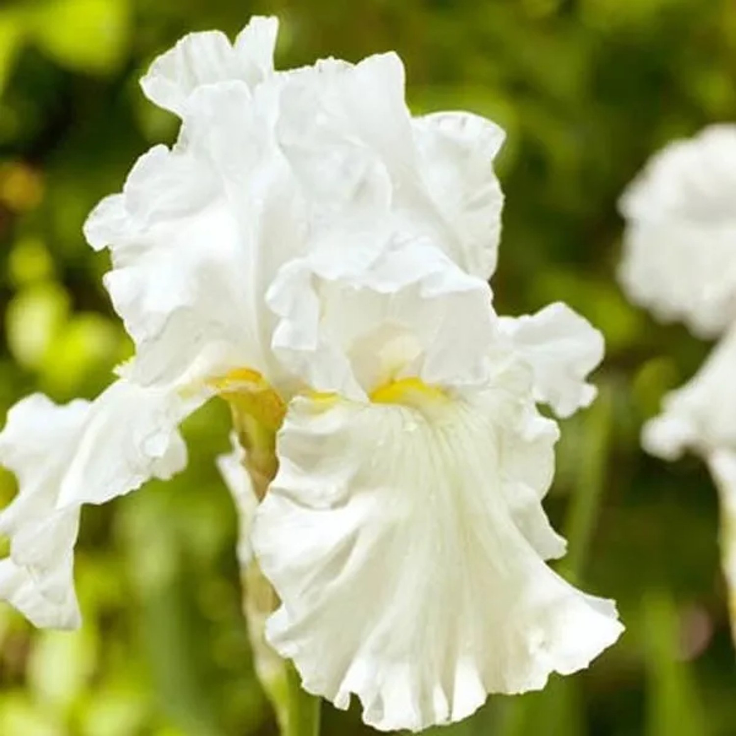 6 x Schwertlilie 'Immortality' Iris germanica Topf 9cm Weiß Blühend