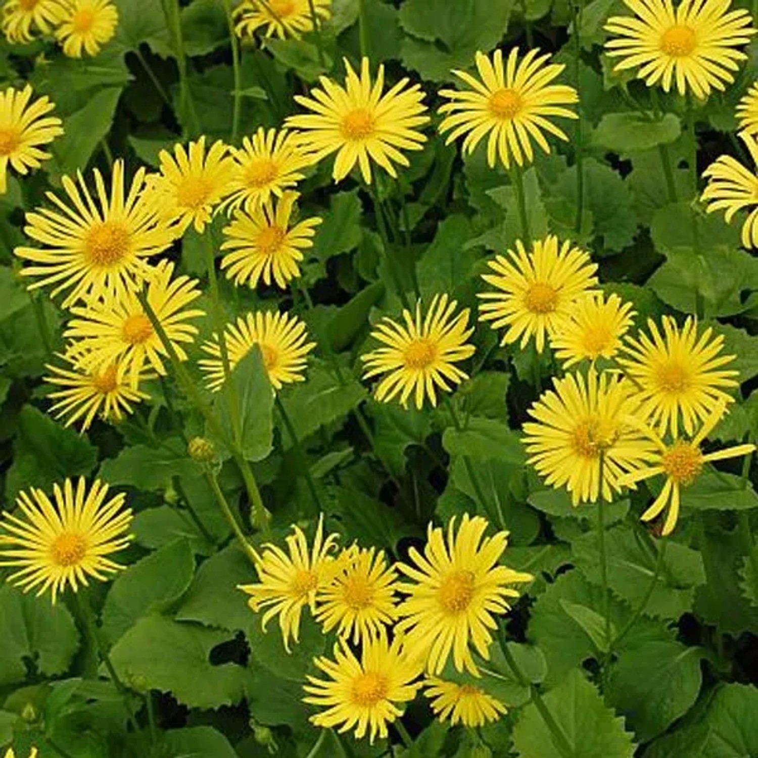 6 x Gemswurz 'Magnificum' Doronicum Orientale Topf 9cm Gelbe Blüten