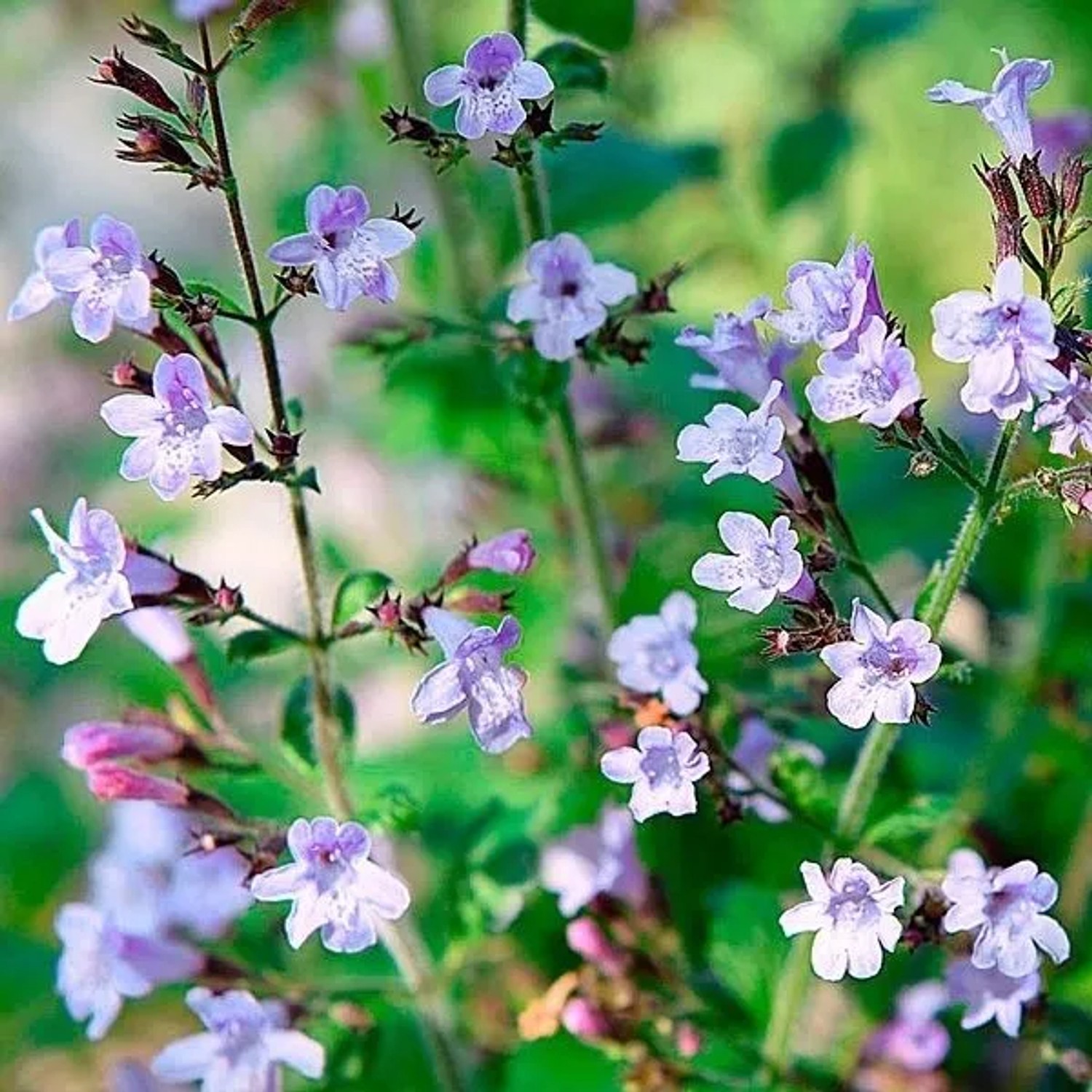 6x Bergminze 'Marvelette Blue' Calamintha nepeta Topf 9 cm Duftend