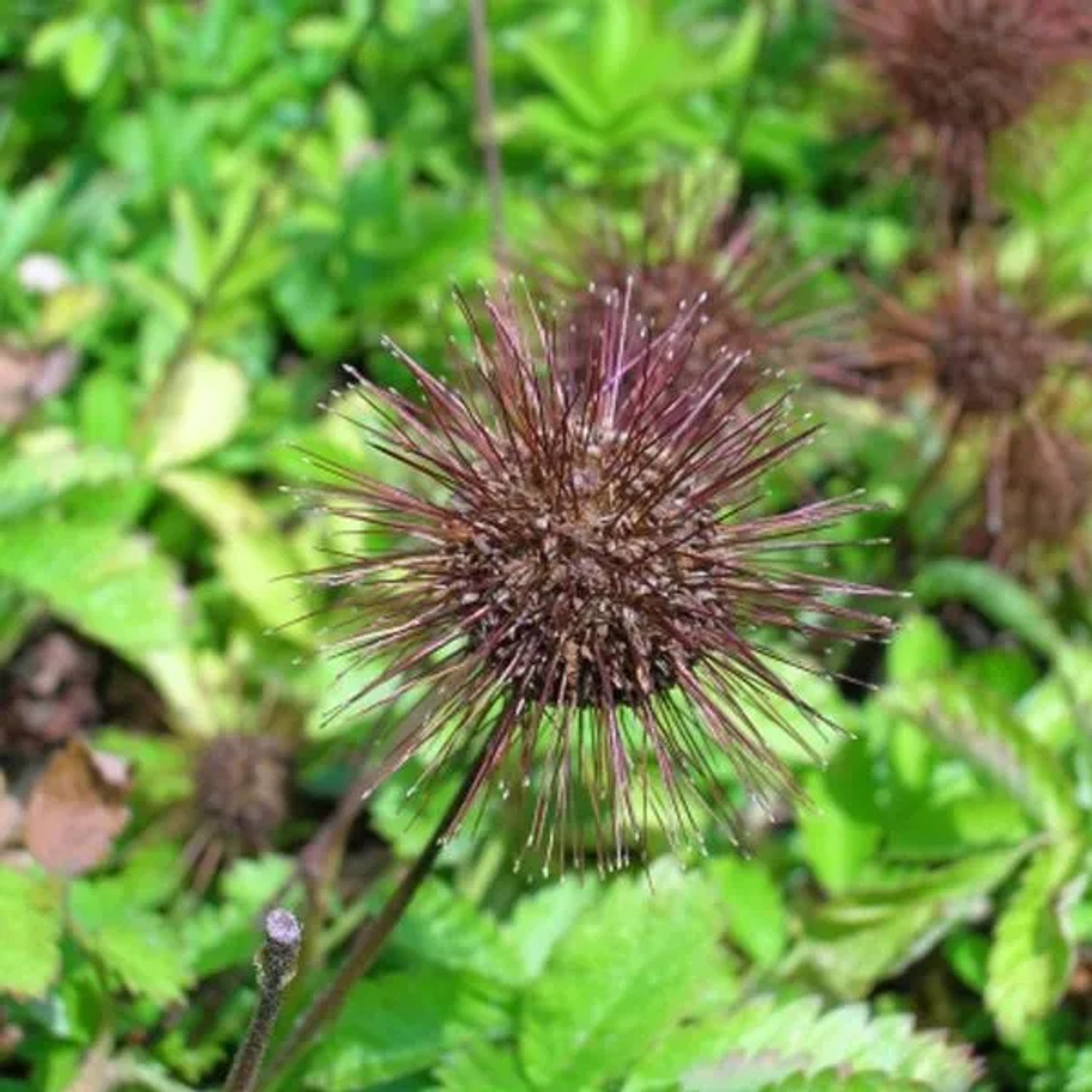 6 x Magellan-Stachelnüsschen Acaena magellanica Topf 9cm Immergrüner Bodendecker