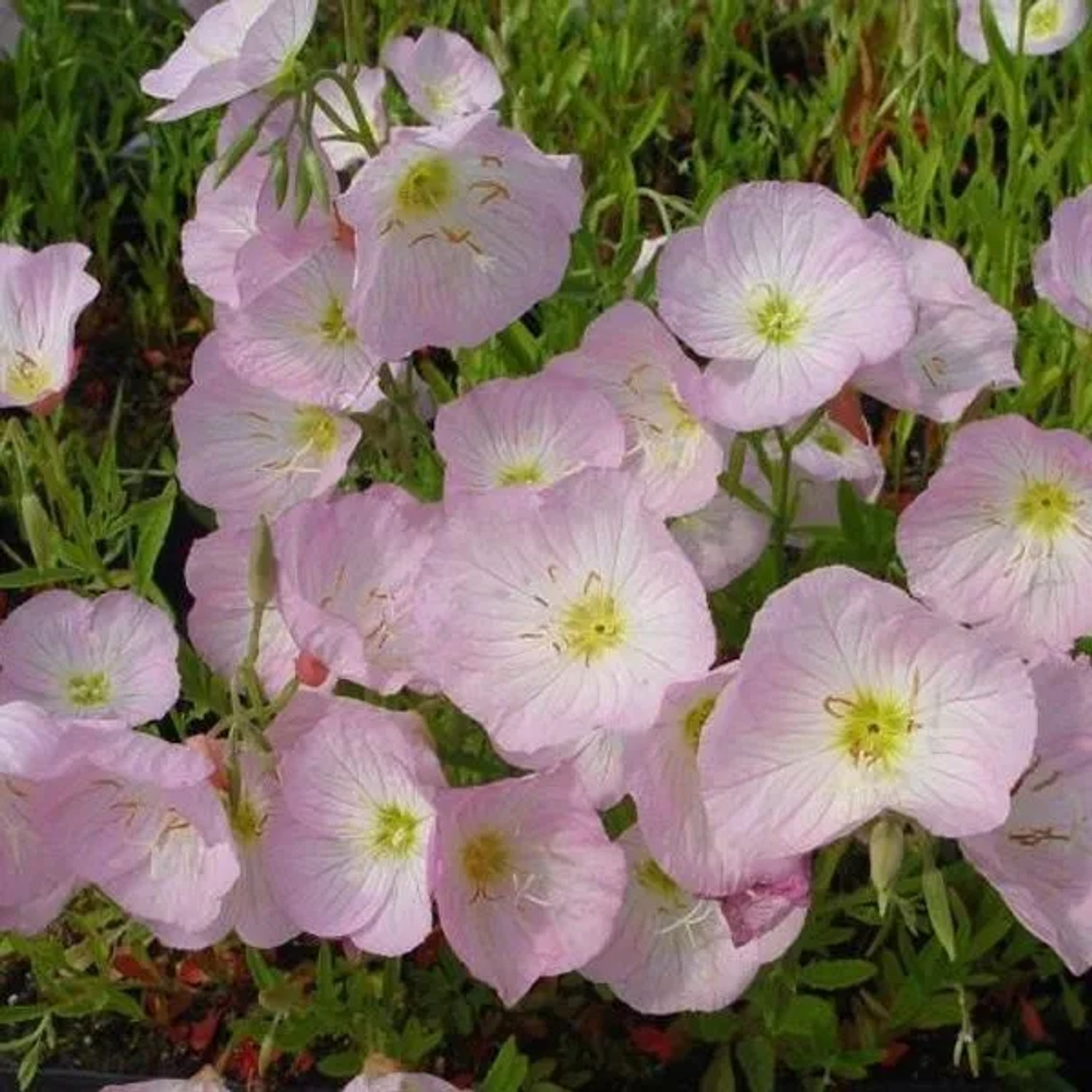6 x Nachtkerze 'Siskiyou' Oenothera speciosa Topf 9cm Rosa Blüten
