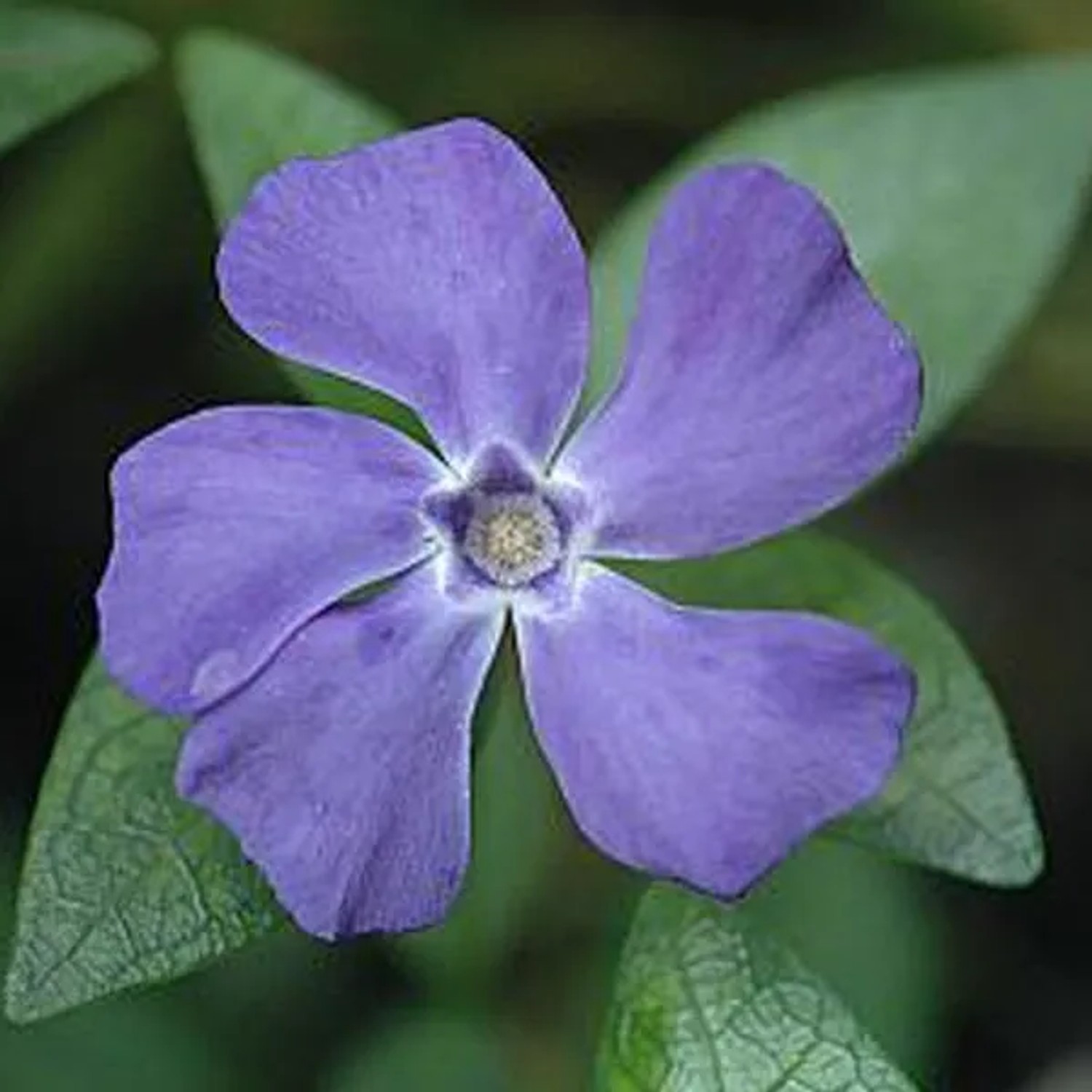 6 x Immergrün 'La Grave' Vinca Minor Topf 9cm Blaue Blüten