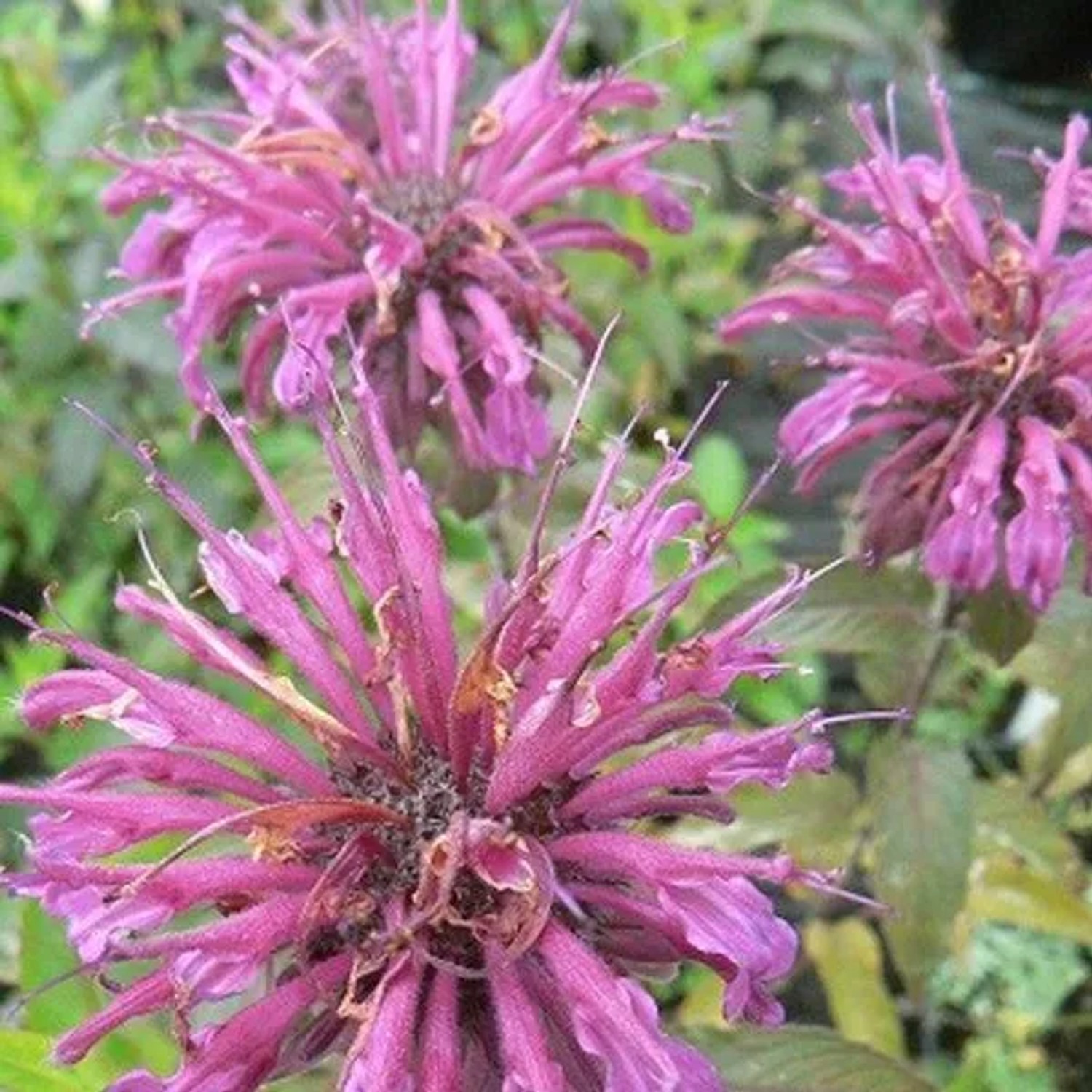 6 x Indianernessel 'Aquarius' Monarda Topf 9cm Hellviolette Blüten