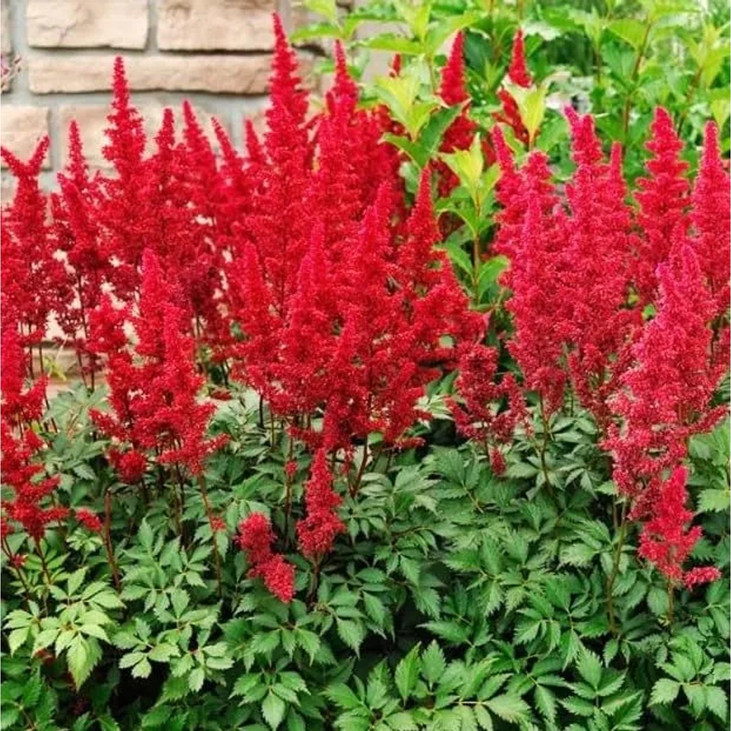 6 x Prachtspiere 'Fanal' Astilbe arendsii Topf 9cm Dunkelrote Blüten