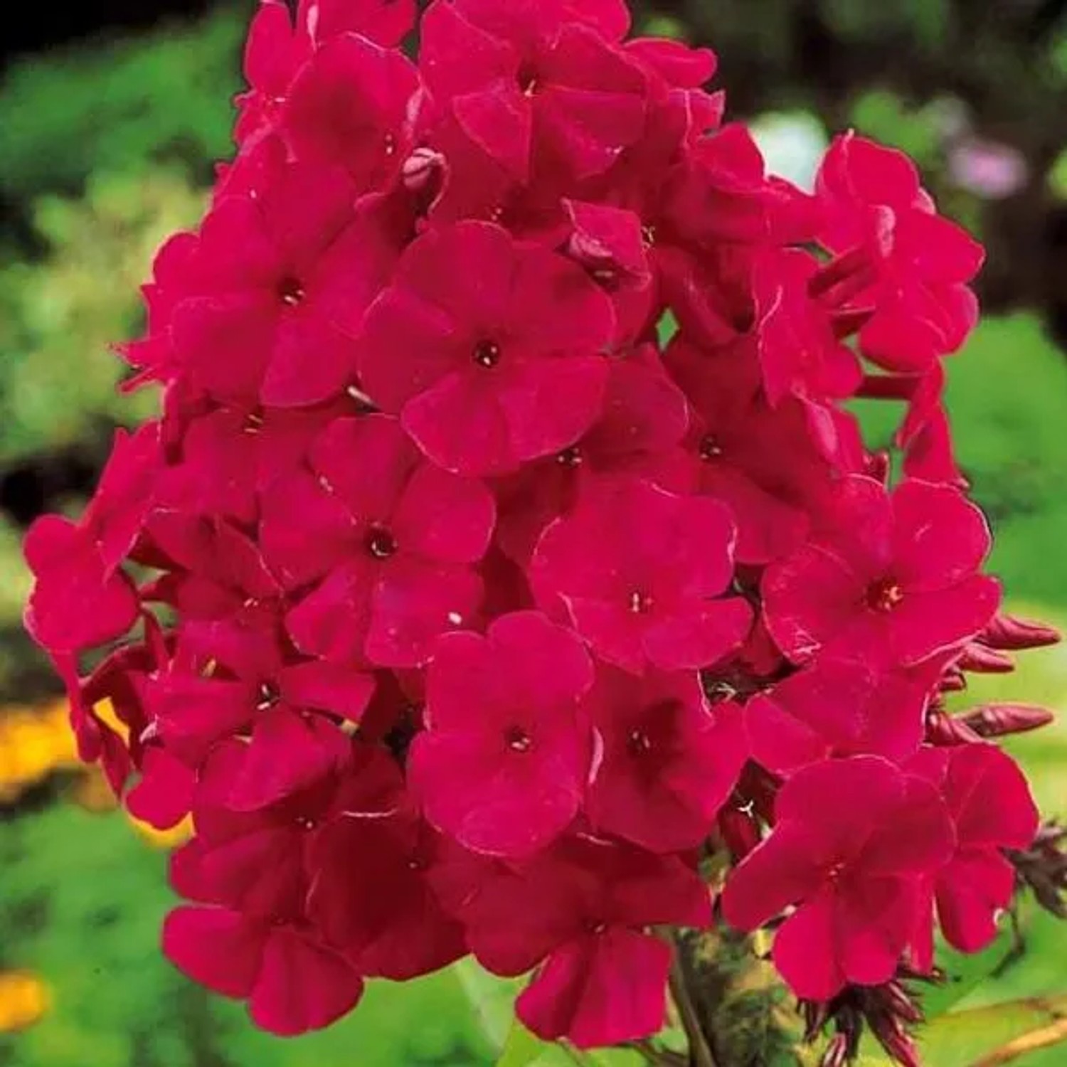 6 x Hohe Flammenblume 'Tenor' Phlox paniculata Topf 9cm Sommerblüher