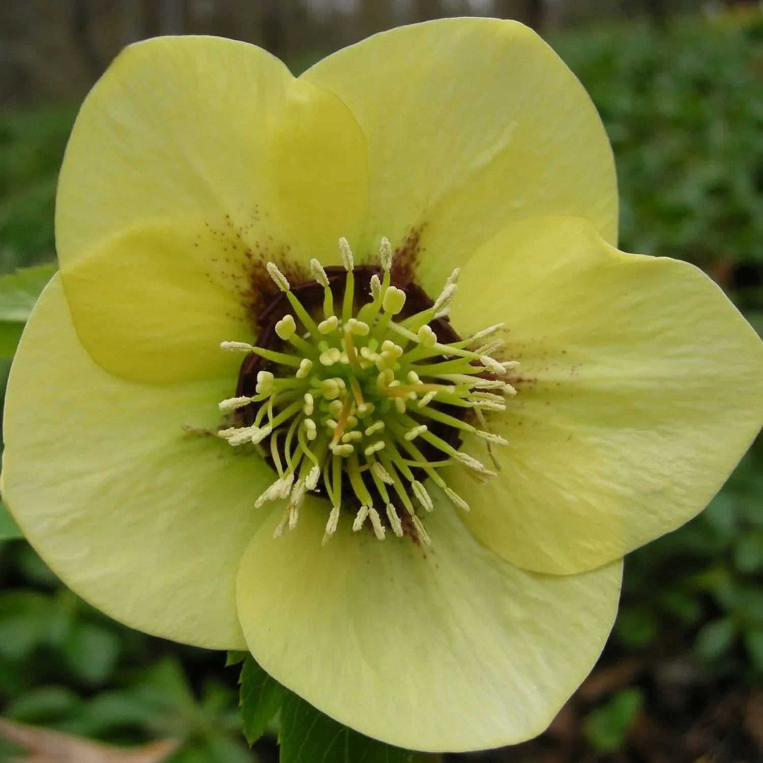 6 x Lenzrose 'Yellow Lady' Helleborus orientalis Topf 9cm Gelbe Blüten