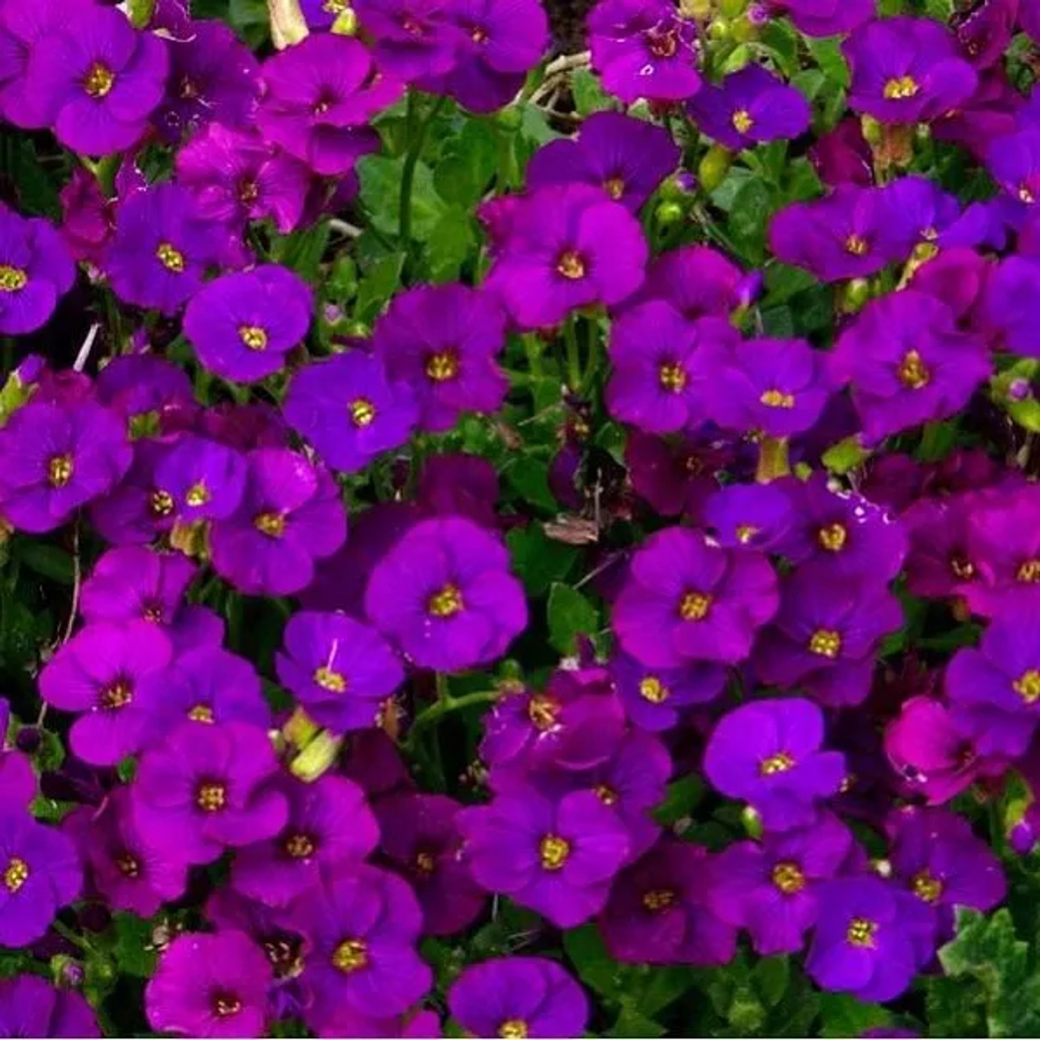 6 x Blaukissen 'Cascade Purple' Aubrieta Topf 9cm Immergrün