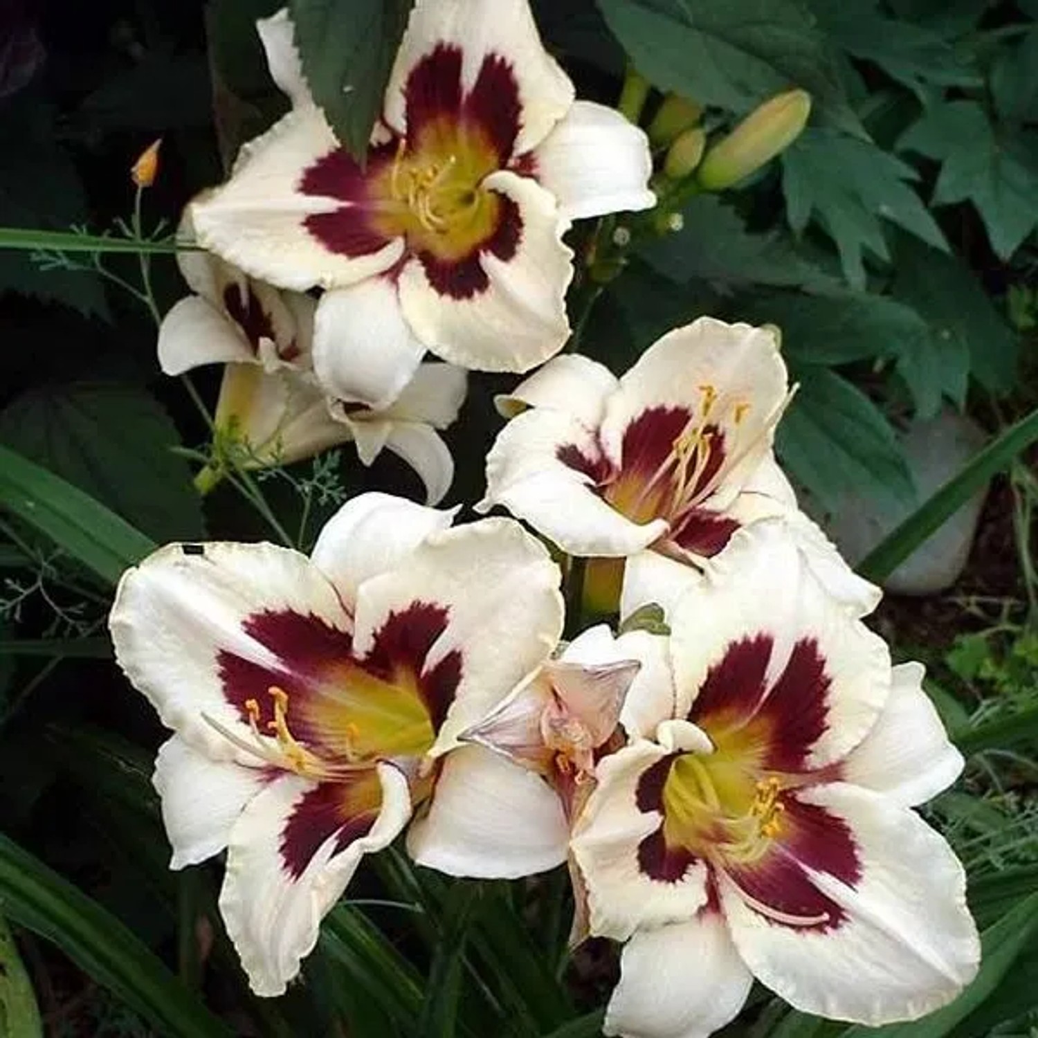 6 x Taglilie 'Moon Masquerade' Hemerocallis Topf 9cm Großblütig
