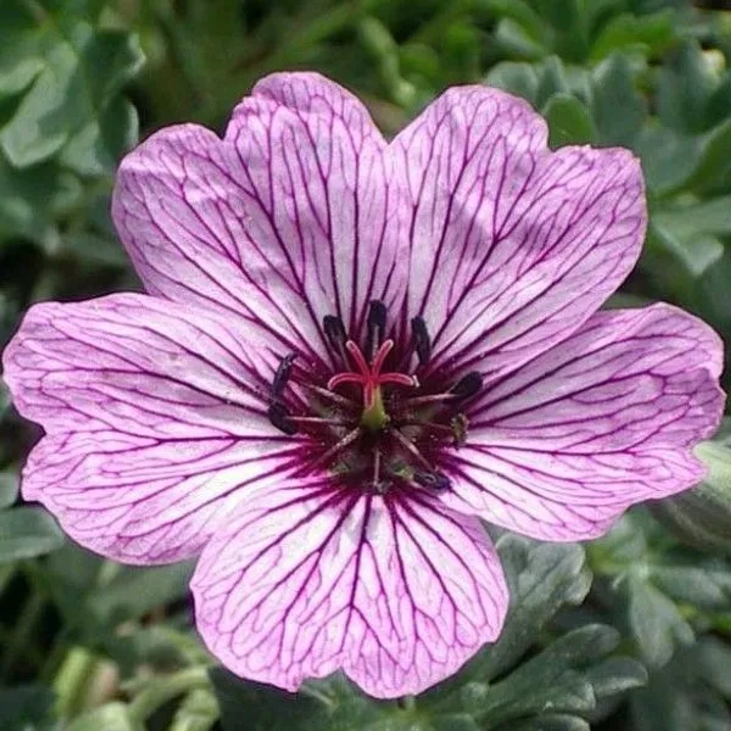 6 x Aschgrauer Storchschnabel 'Laurence Flatman' Geranium cinereum Topf 9cm Dunkles Auge