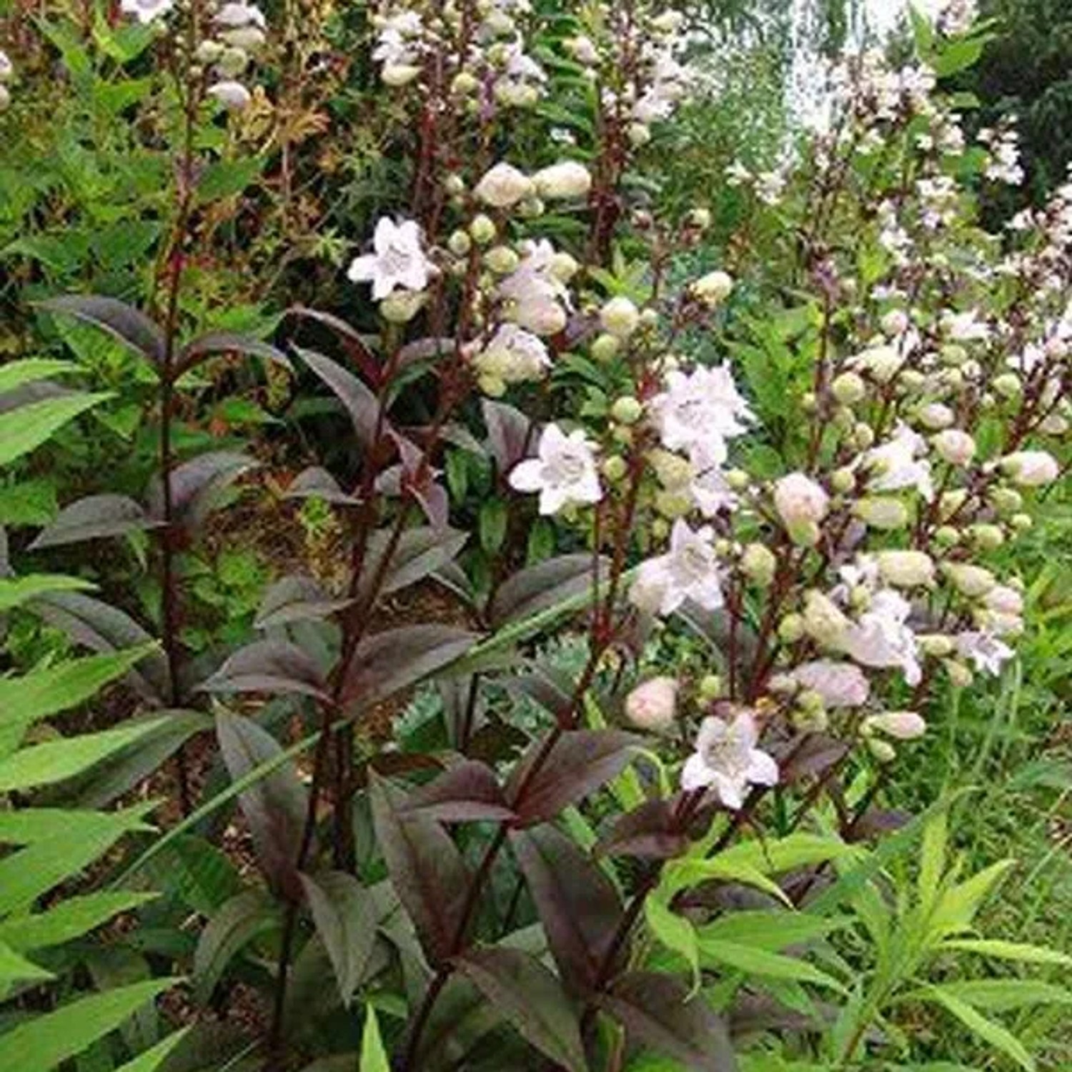 6 x Bartfaden 'Husker Red' Penstemon digitalis Topf 9cm Weißrosa Blüten