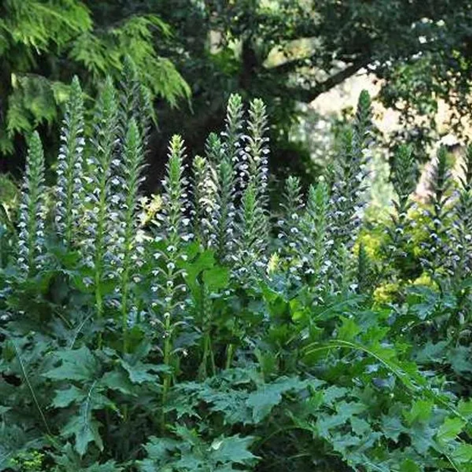 6 x Weicher Bärenklau Acanthus mollis Topf 9cm Großes Blatt