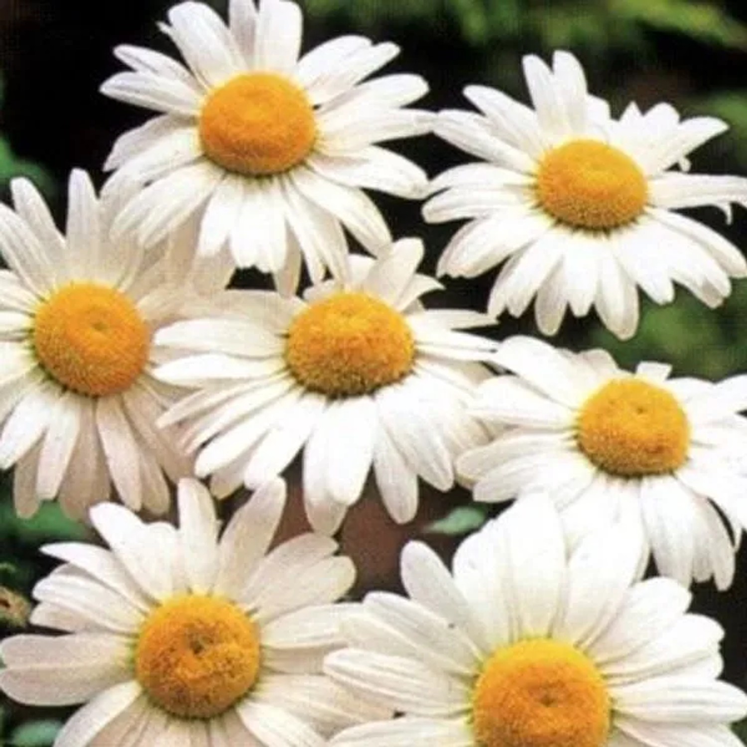 6 x Margerite 'Maikönigin' Leucanthemum Vulgare Topf 9cm Schnittblume