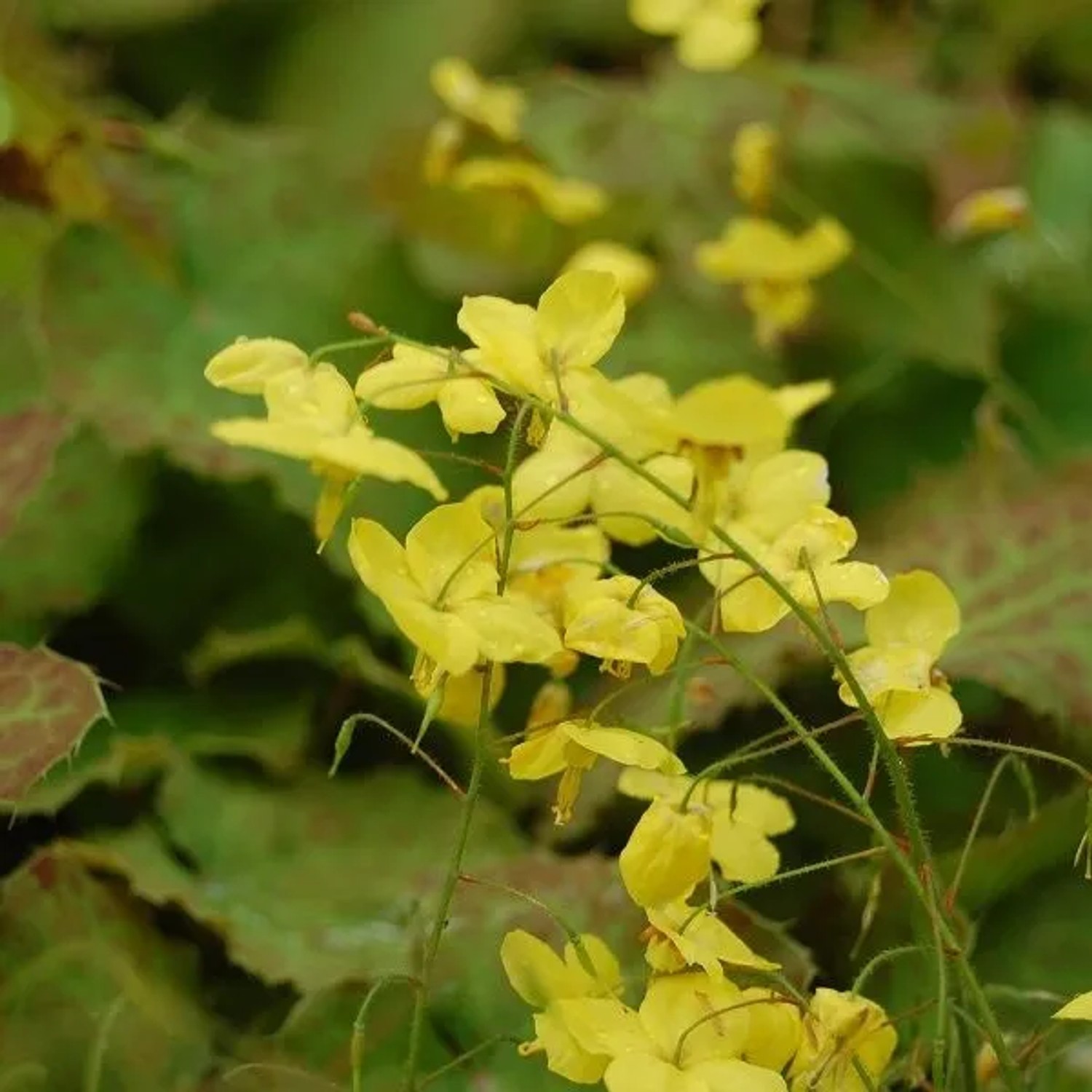 6 x Elfenblume Epimedium perralderianum Topf 9cm Immergrün