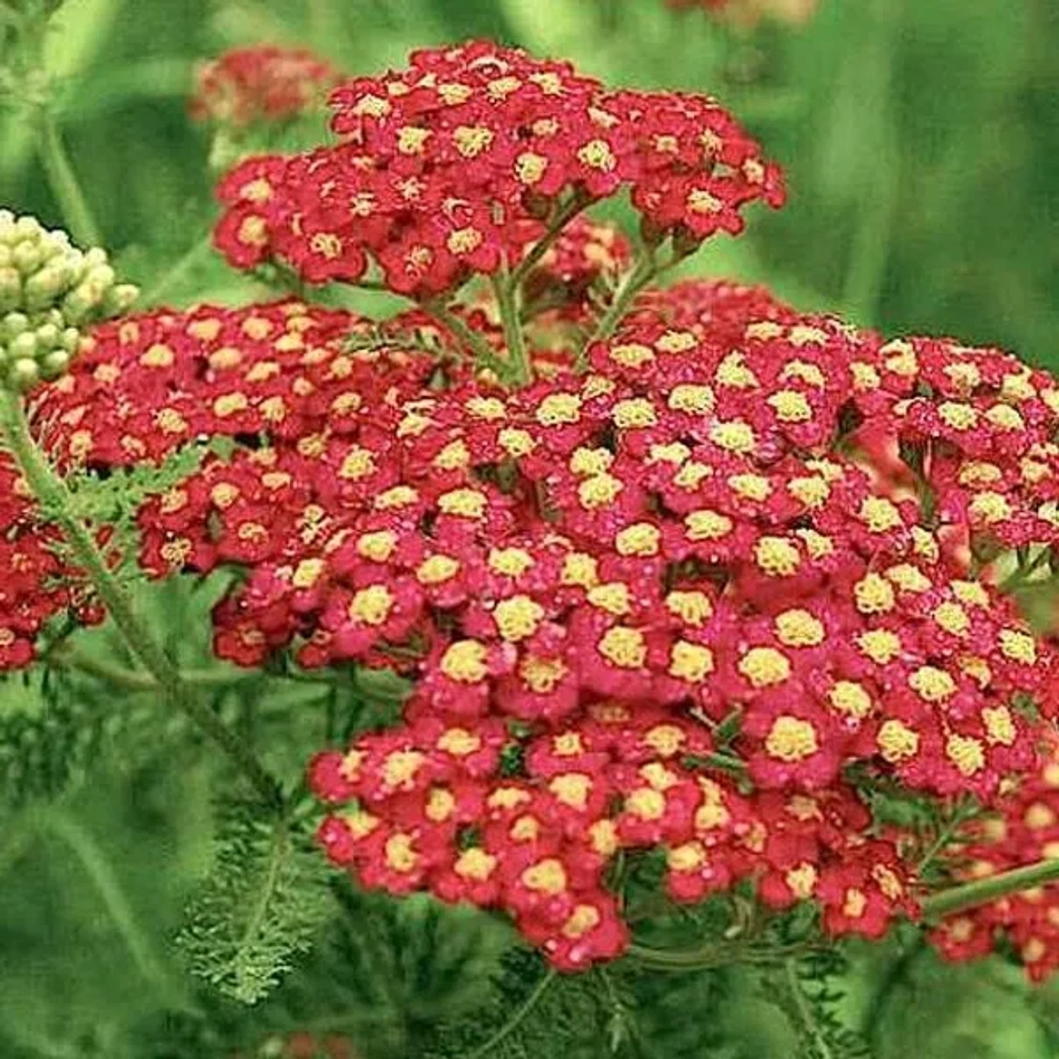 6 x Schafgarbe 'Paprika' Achillea millefolium Topf 9cm Kompakt