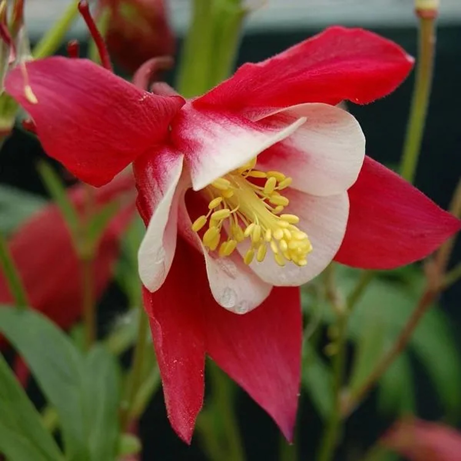 6 x Akelei 'Crimson Star' Aquilegia Topf 9cm Rote Blüten