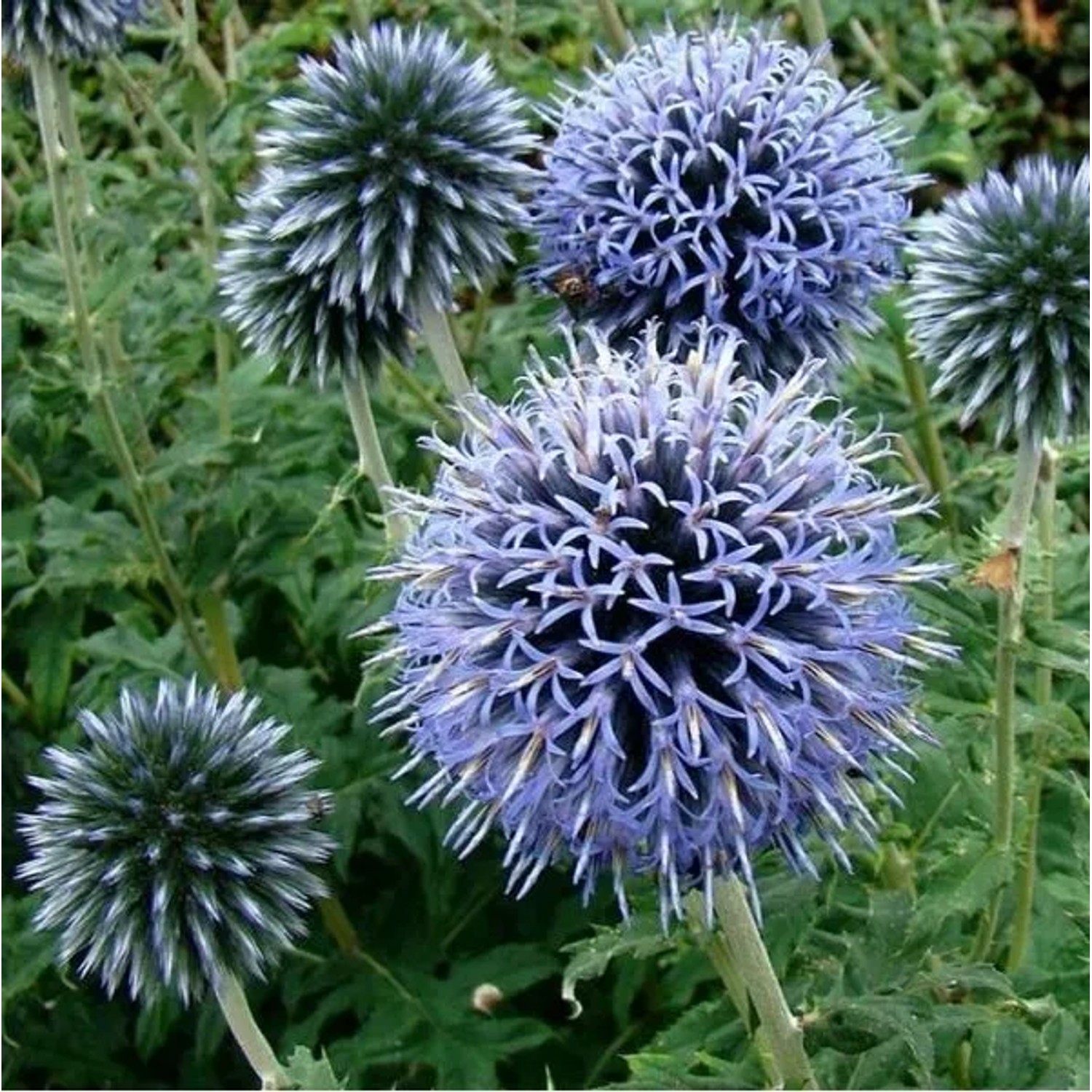 6 x Kugeldistel 'Veitch's Blue' Echinops Ritro Topf 9cm Schmetterlingspflanze