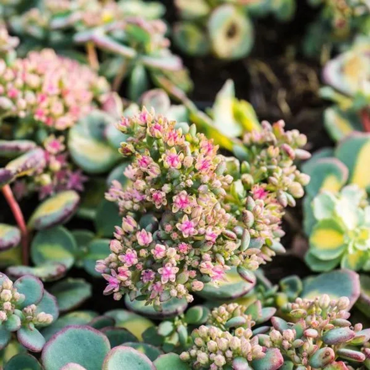 6 x Fettblatt 'Mediovariegata' Sedum sieboldii Topf 9cm Schmetterlingspflanze