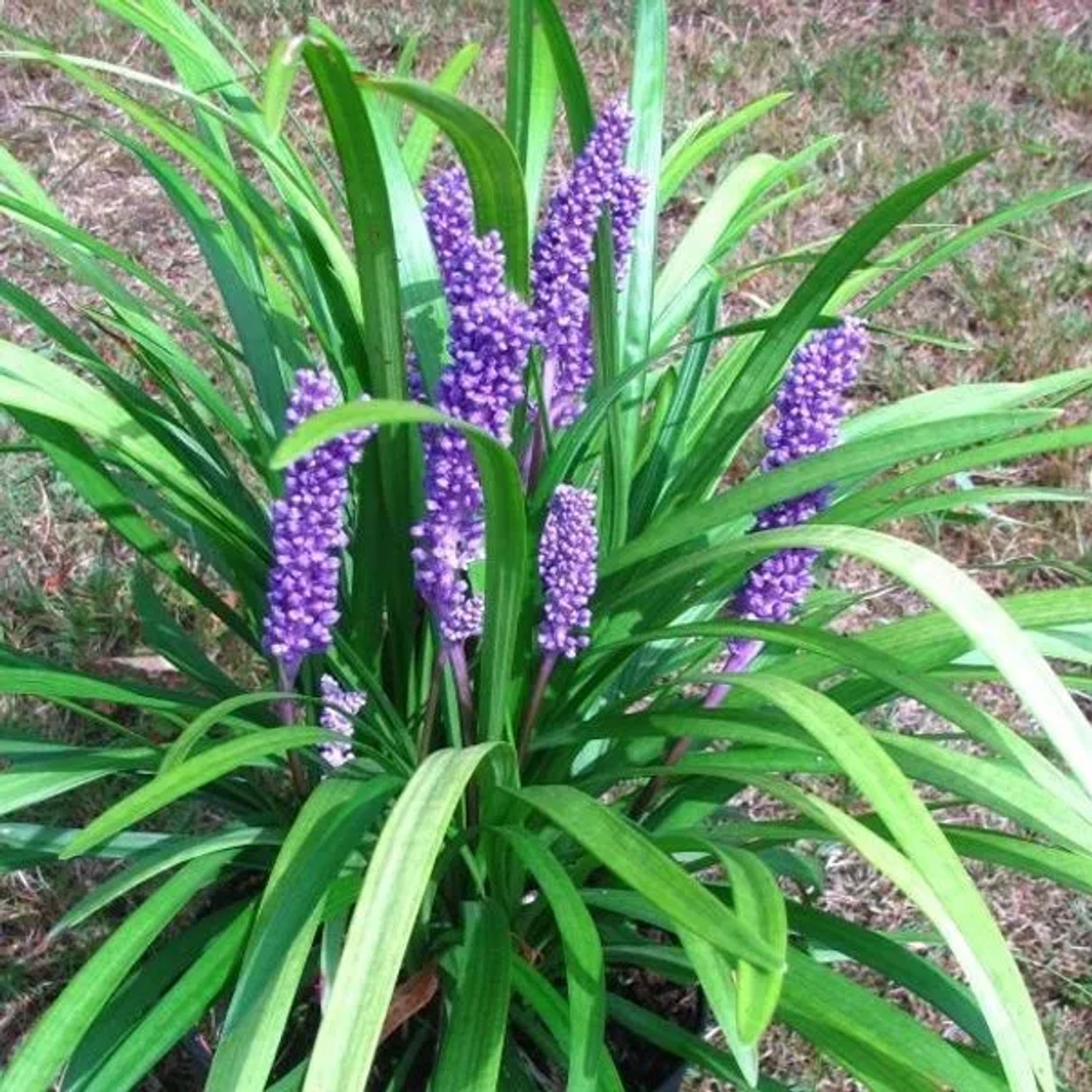 6 x Lilientraube 'Big Blue' Liriope Muscari Topf 9cm Schnittblume