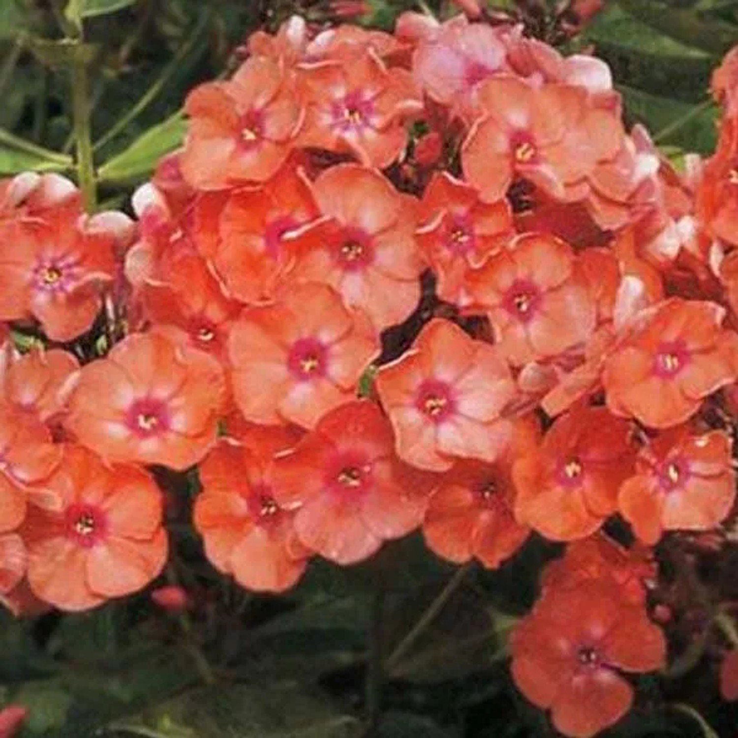 6 x Hohe Flammenblume 'Orange Perfection' Phlox paniculata Topf 9cm Orange Blüten