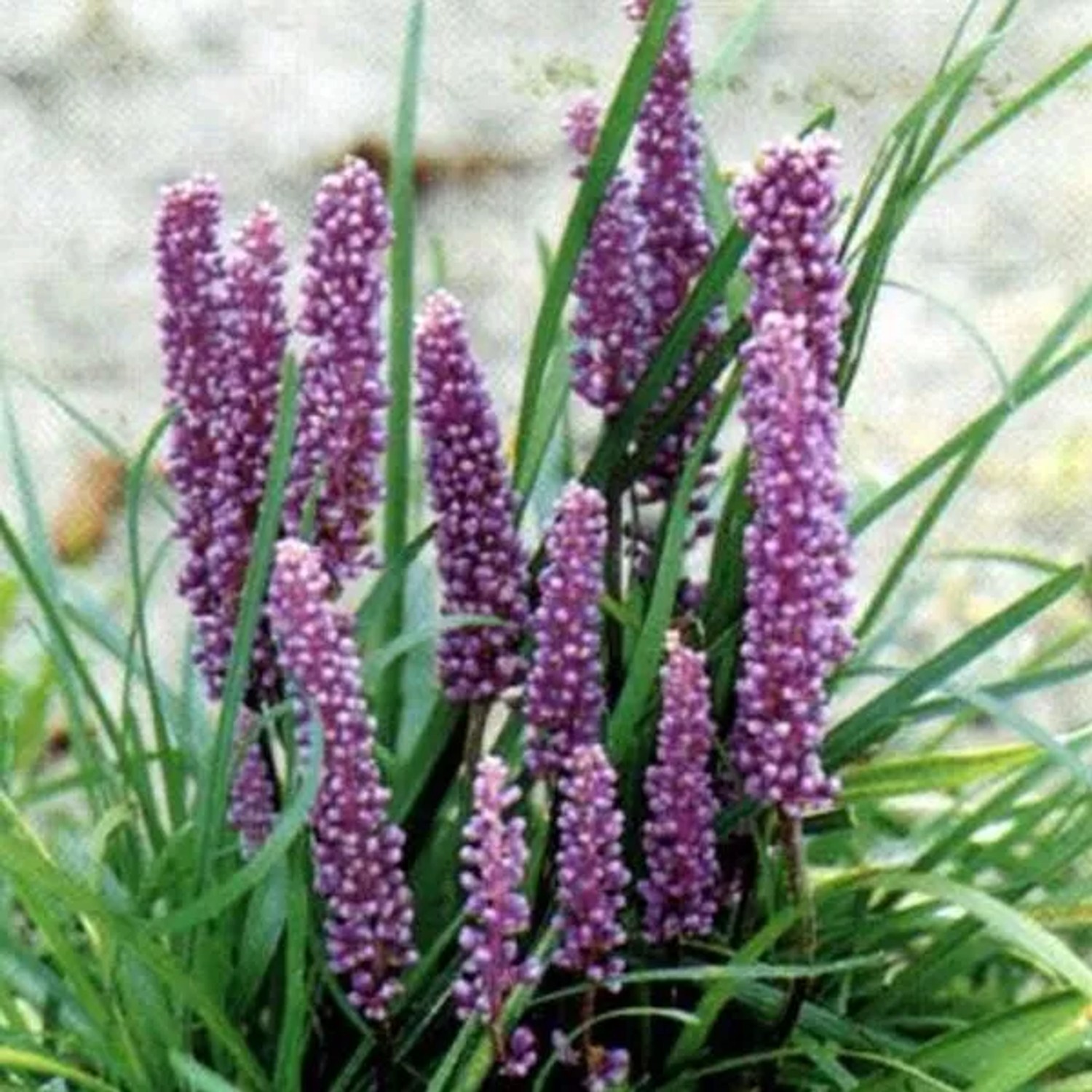 6 x Lilientraube Liriope Muscari Topf 9cm Beetrandpflanze