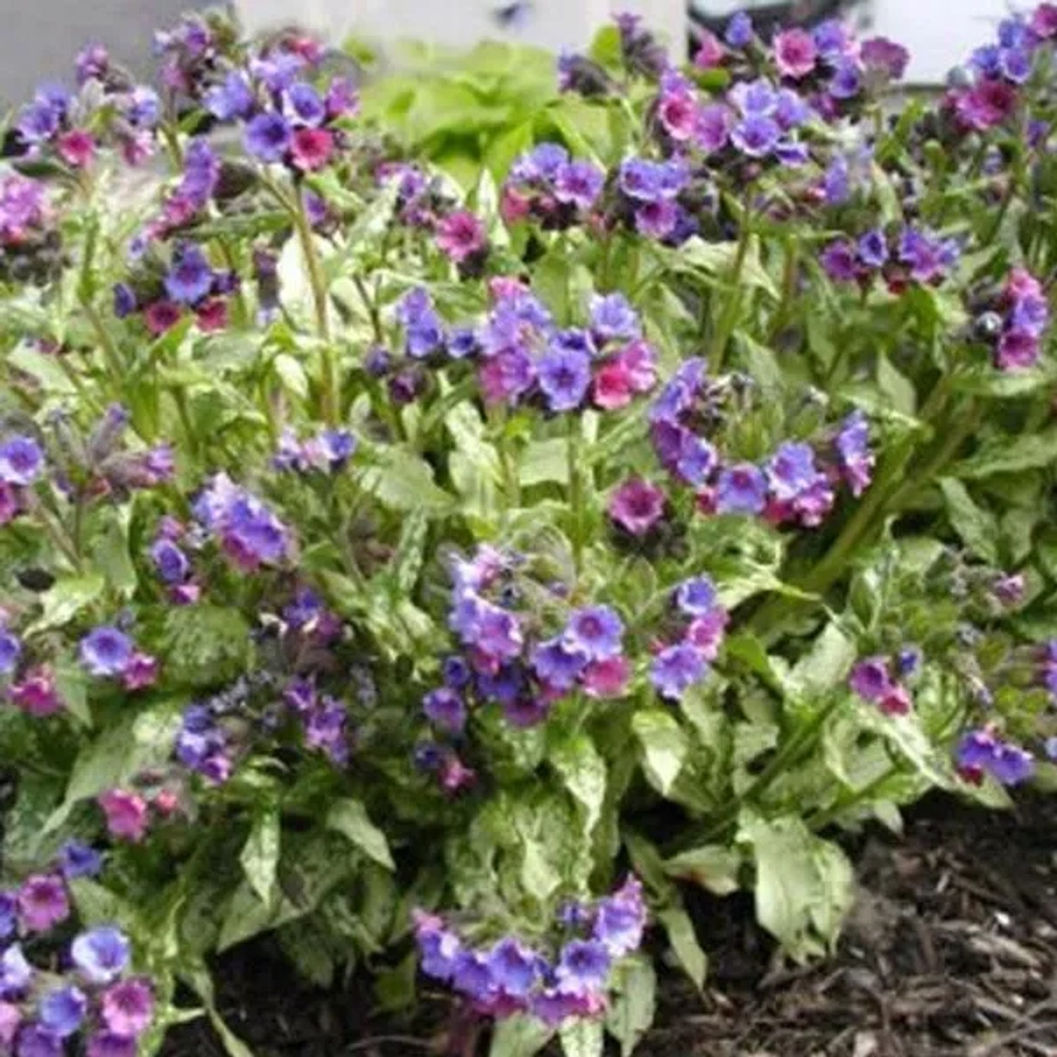 6 x Lungenkraut 'Smokey Blue' Pulmonaria Topf 9cm Immergrün