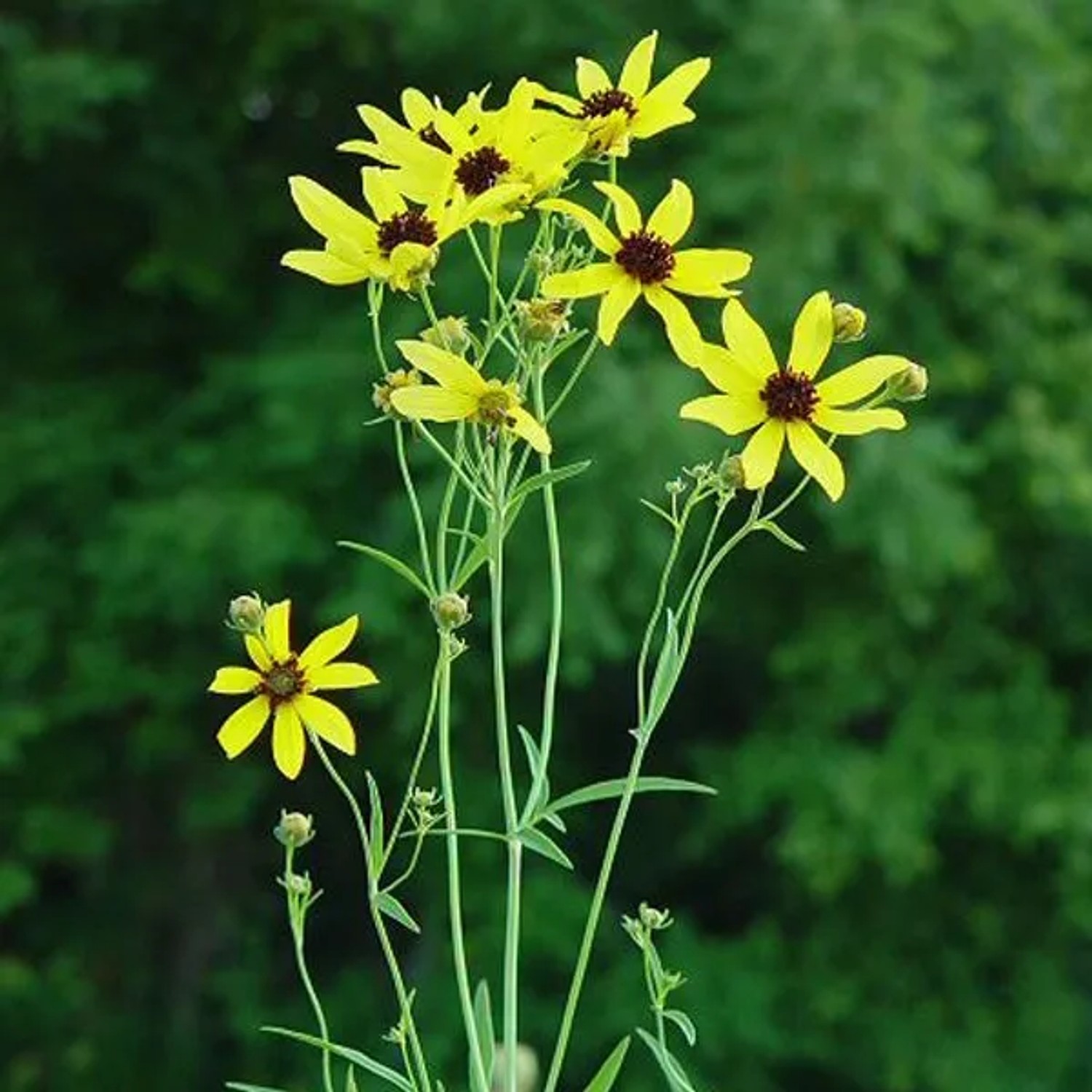 6 x Hohes Mädchenauge Coreopsis tripteris Topf 9cm Gelbe Blüten