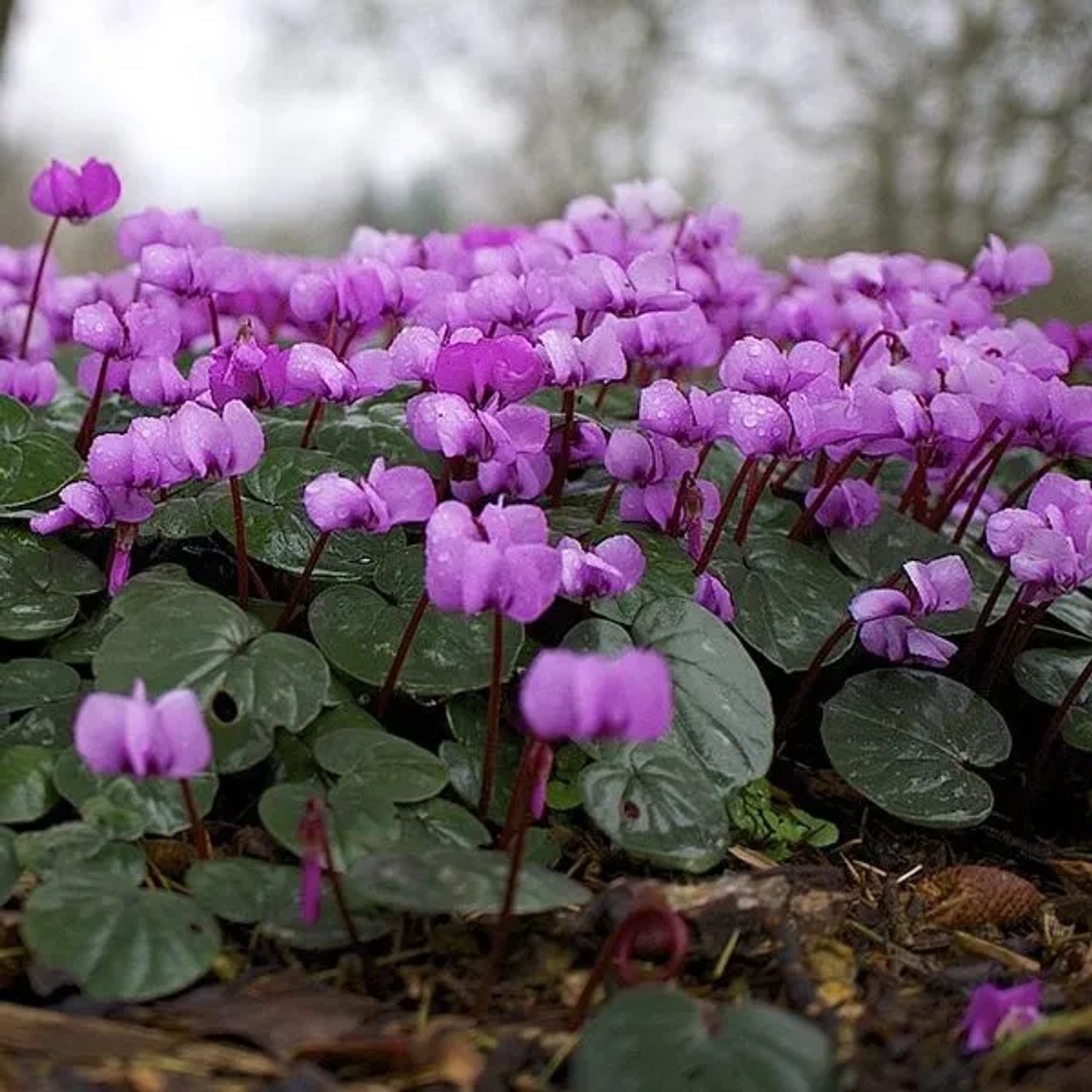 6 x Frühlings-Alpenveilchen Cyclamen coum Topf 9cm Frühblühend