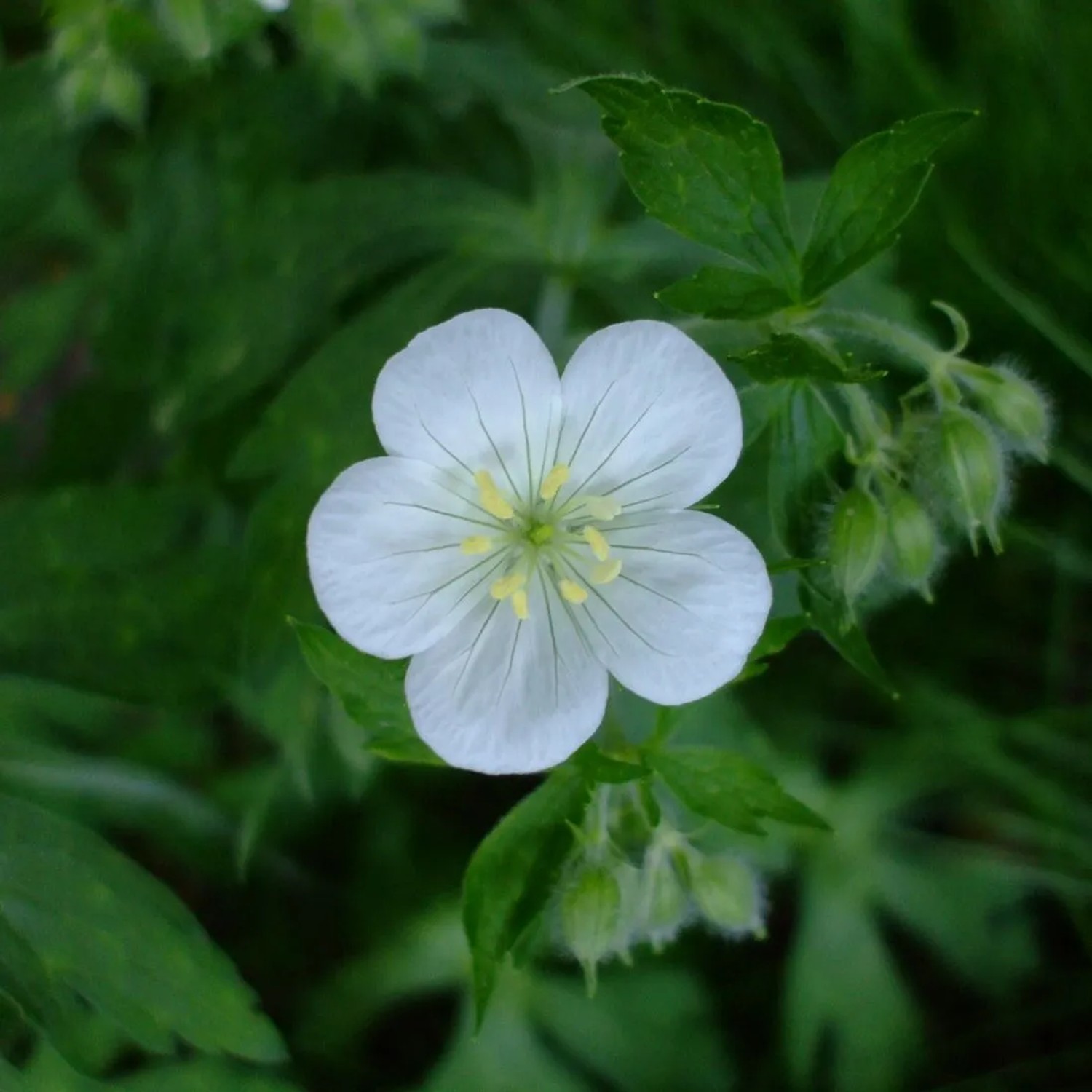 6 x Gefleckter Storchschnabel 'Album' Geranium maculatum Topf 9cm Weiße Blüten