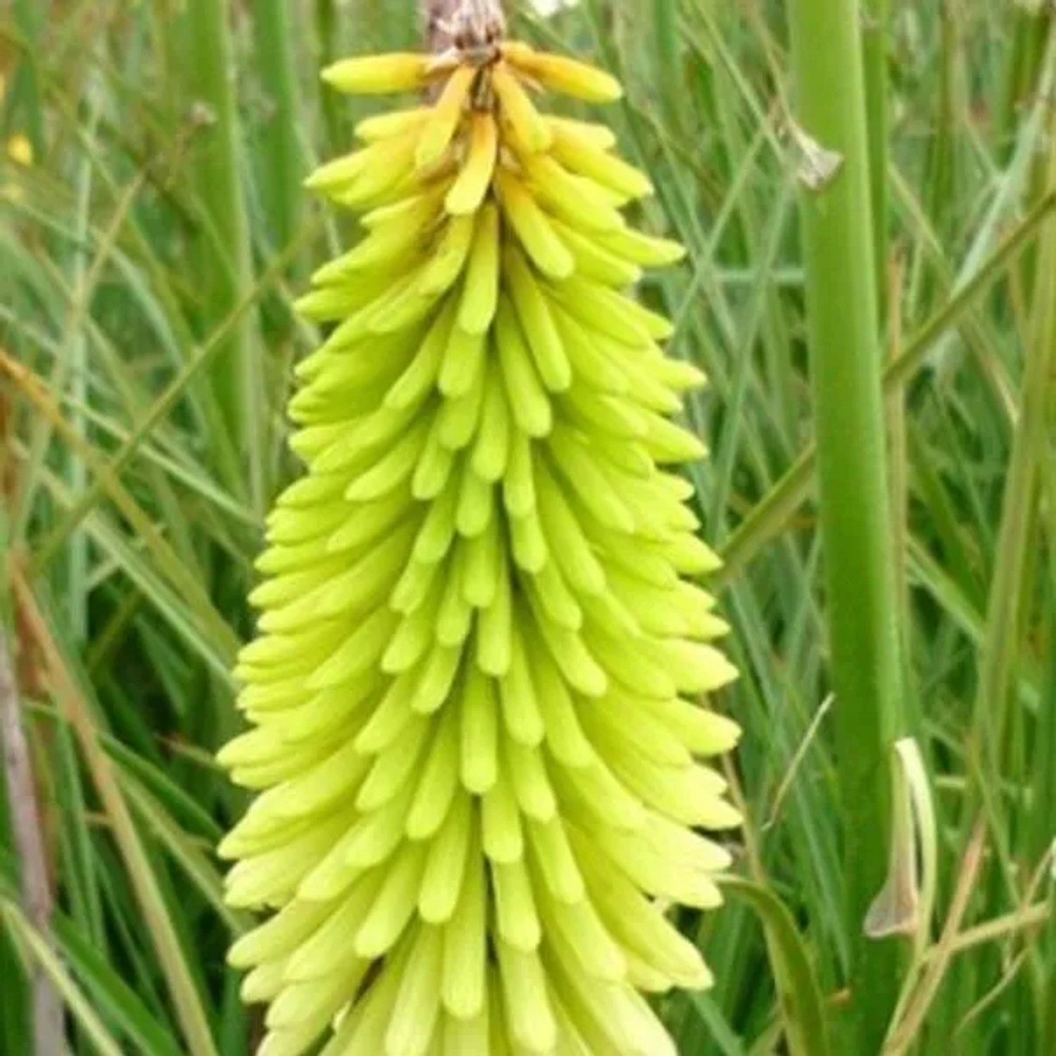 6 x Fackellilie 'Ice Queen' Kniphofia Topf 9cm Cremeweiße Blüten