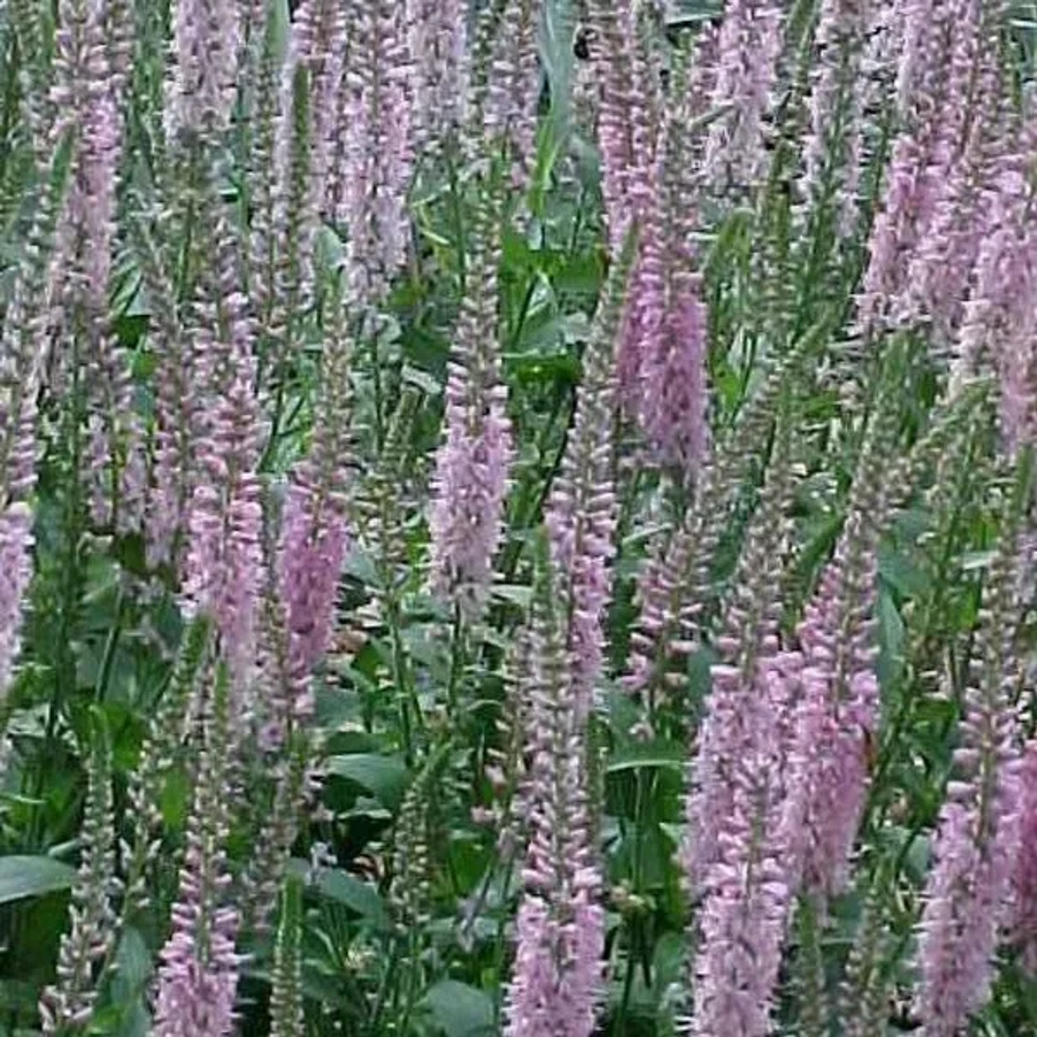 6 x Ehrenpreis 'Pink Damask' Veronica Topf 9cm Lange Blütenstiele