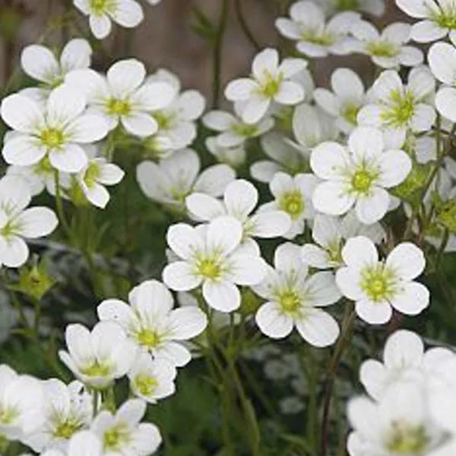 6 x Moos-Steinbrech 'Schneeteppich' Saxifraga Topf 9cm Beetrandpflanze