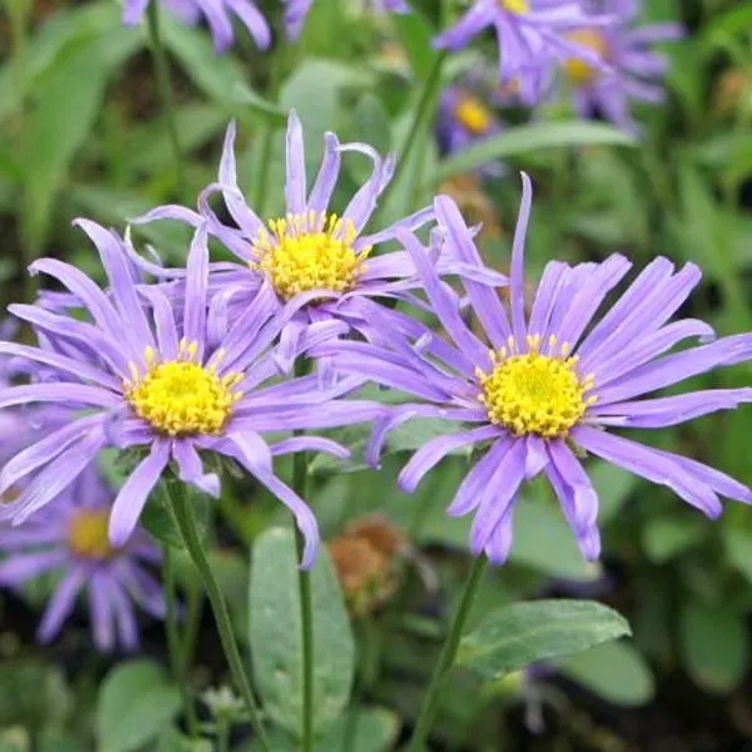 6 x Sommer-Aster 'Blue King' Aster Topf 9cm Schmetterlingspflanze