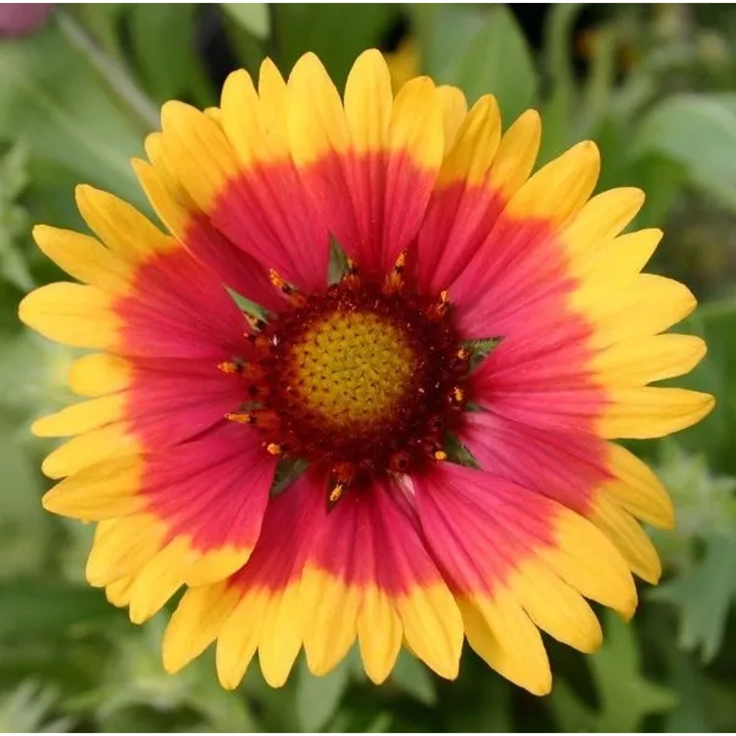 6 x Kokardenblume 'Kobold' Gaillardia Topf 9cm Kompakt Wachsend