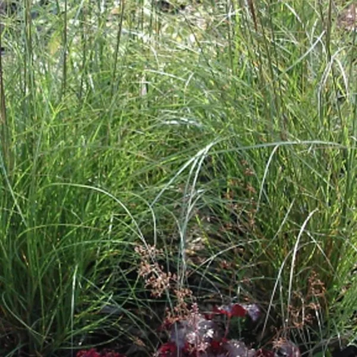 6 x Chinaschilf 'Kleine Silberspinne' Miscanthus sinensis Topf 9cm Silberne Blütenrispen