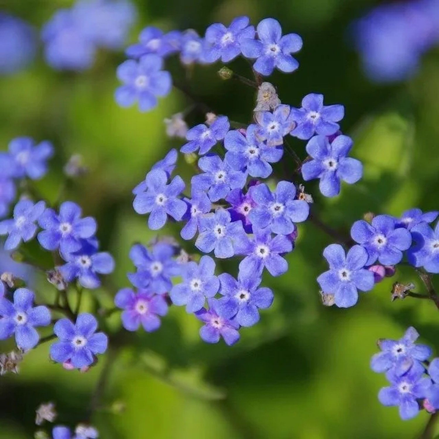 6x Kaukasus-Vergissmeinnicht 'Hadspen Cream' Brunnera macrophylla Topf 9 cm Panaschiertes Laub