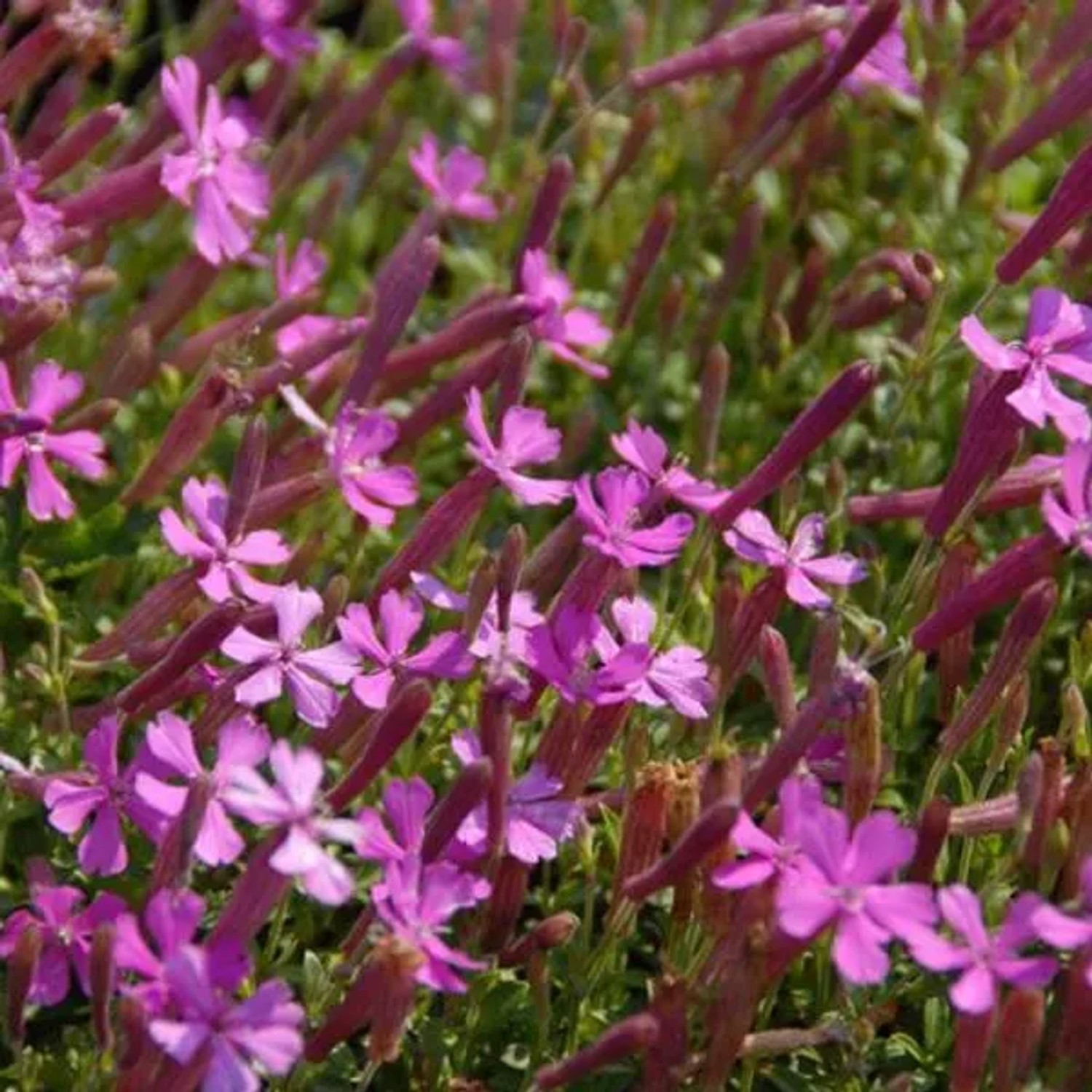 6 x Leimkraut 'Splendens' Silene schafta Topf 9cm Beetrandpflanze