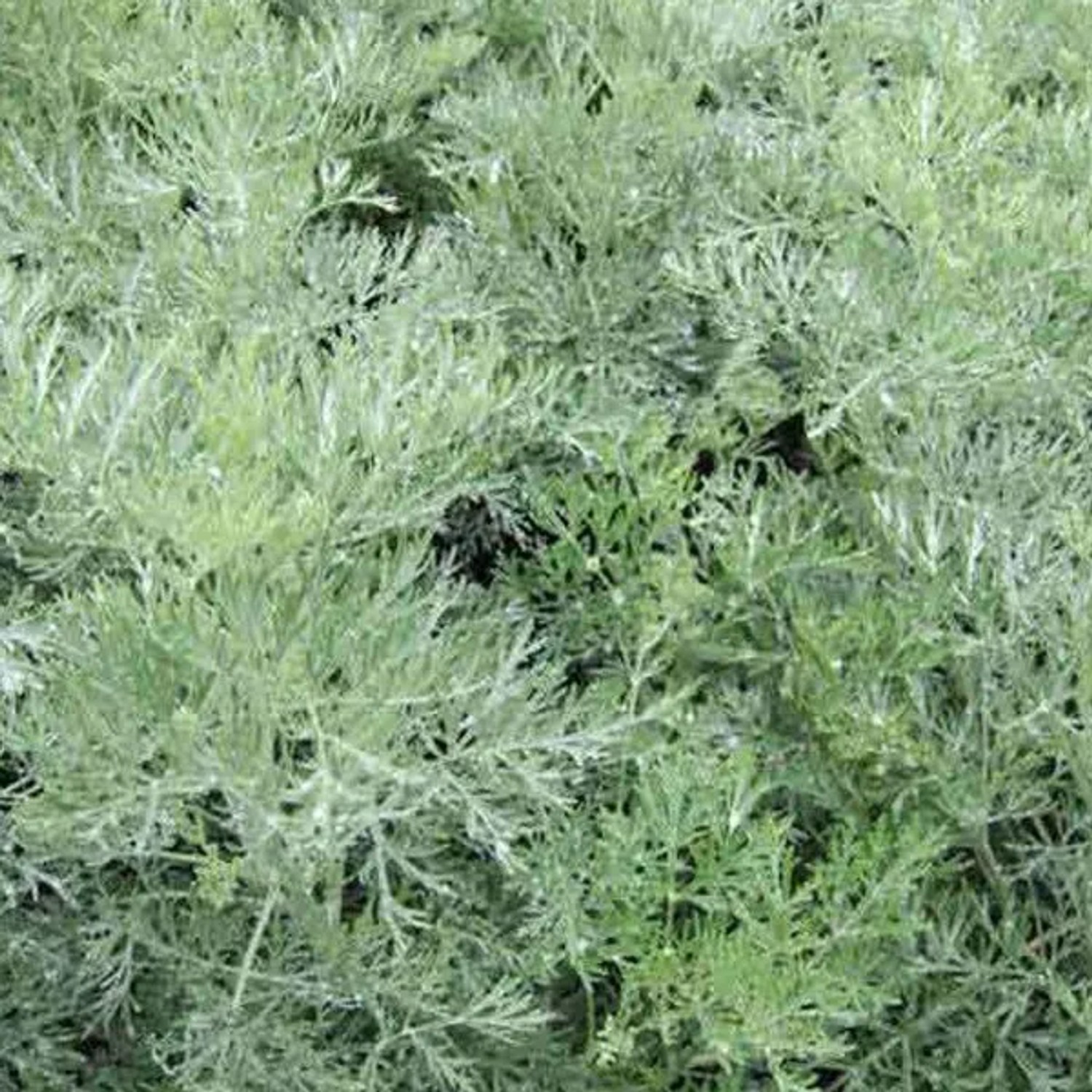 6 x Wermut 'Powis Castle' Artemisia Topf 9cm Silbergraues Laub