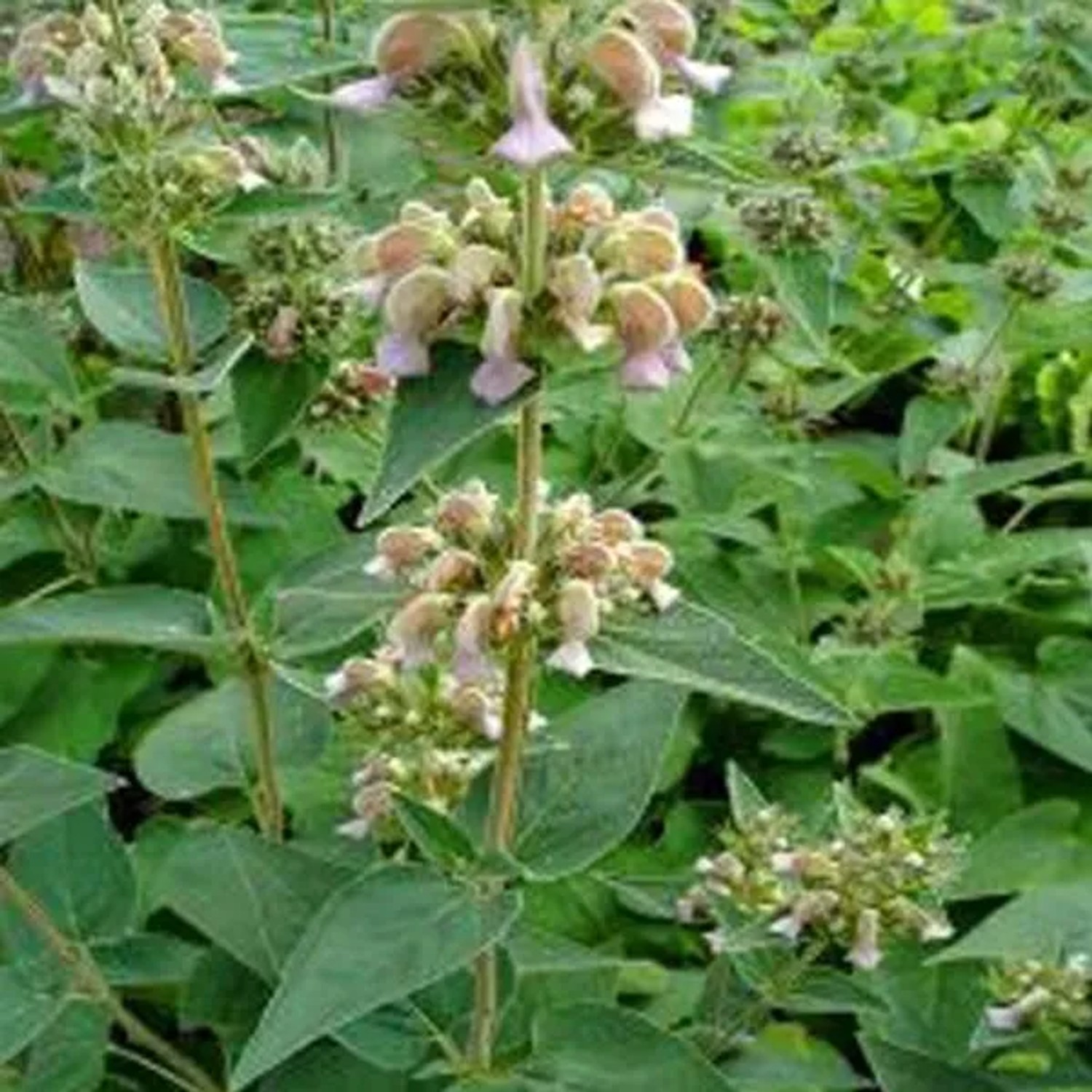 6 x Brandkraut Phlomis samia Topf 9cm Schnittblume