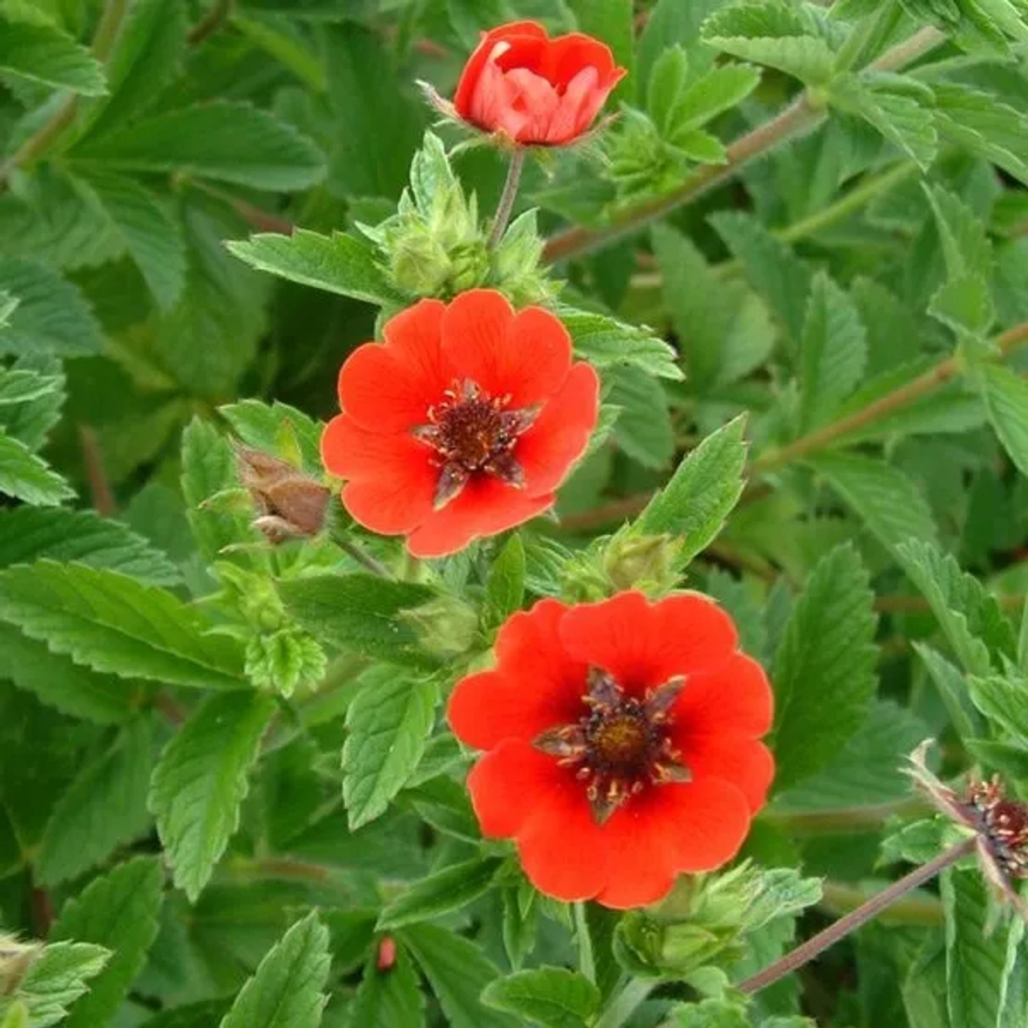 6 x Fingerkraut 'Gibson's Scarlet' Potentilla Topf 9cm Rote Blüten